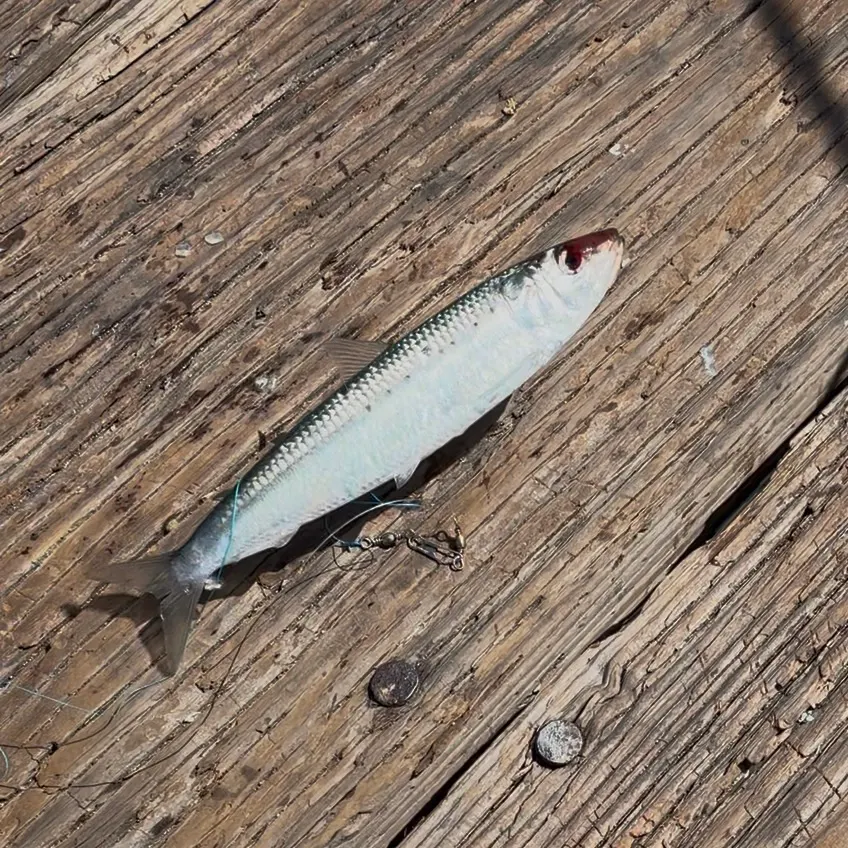 The most recent Pacific sardine catches on Fishbrain