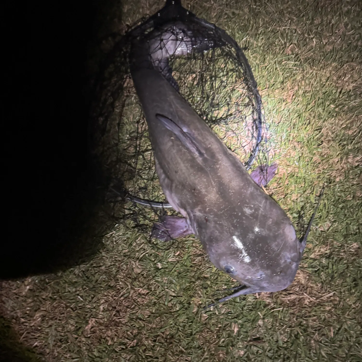 Channel catfish caught on Fishbrain