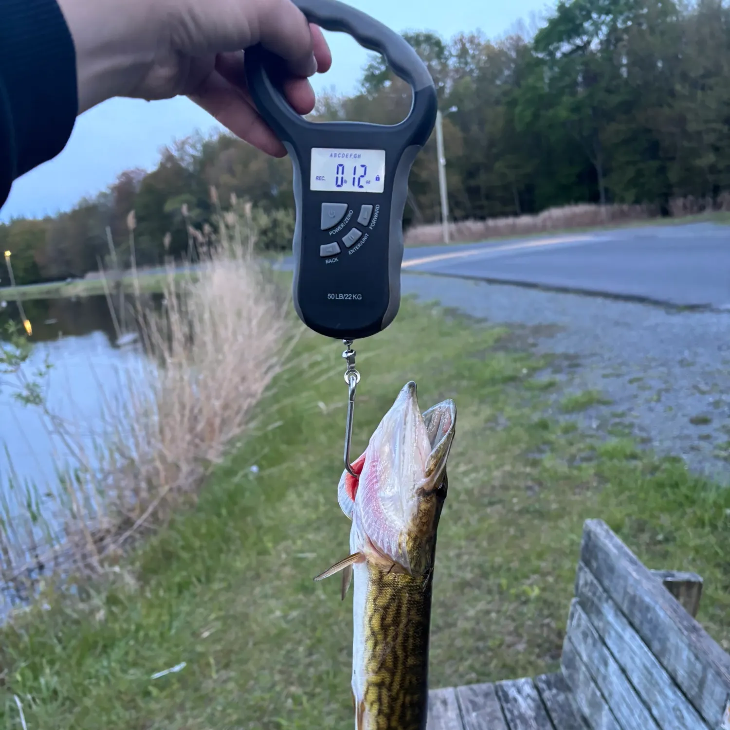 recently logged catches
