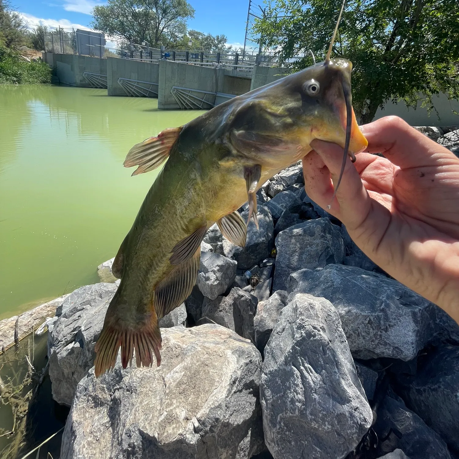Black bullhead caught on Fishbrain