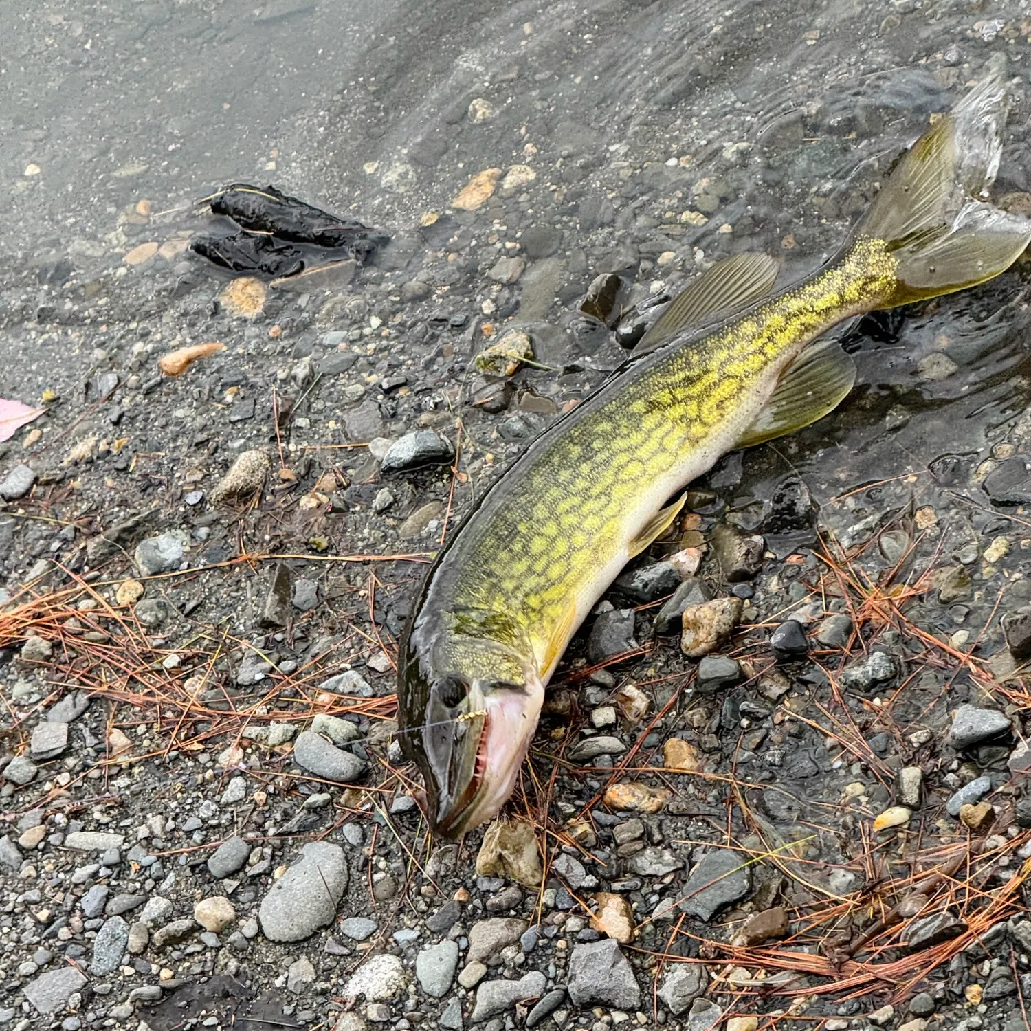 Chain pickerel caught on Fishbrain