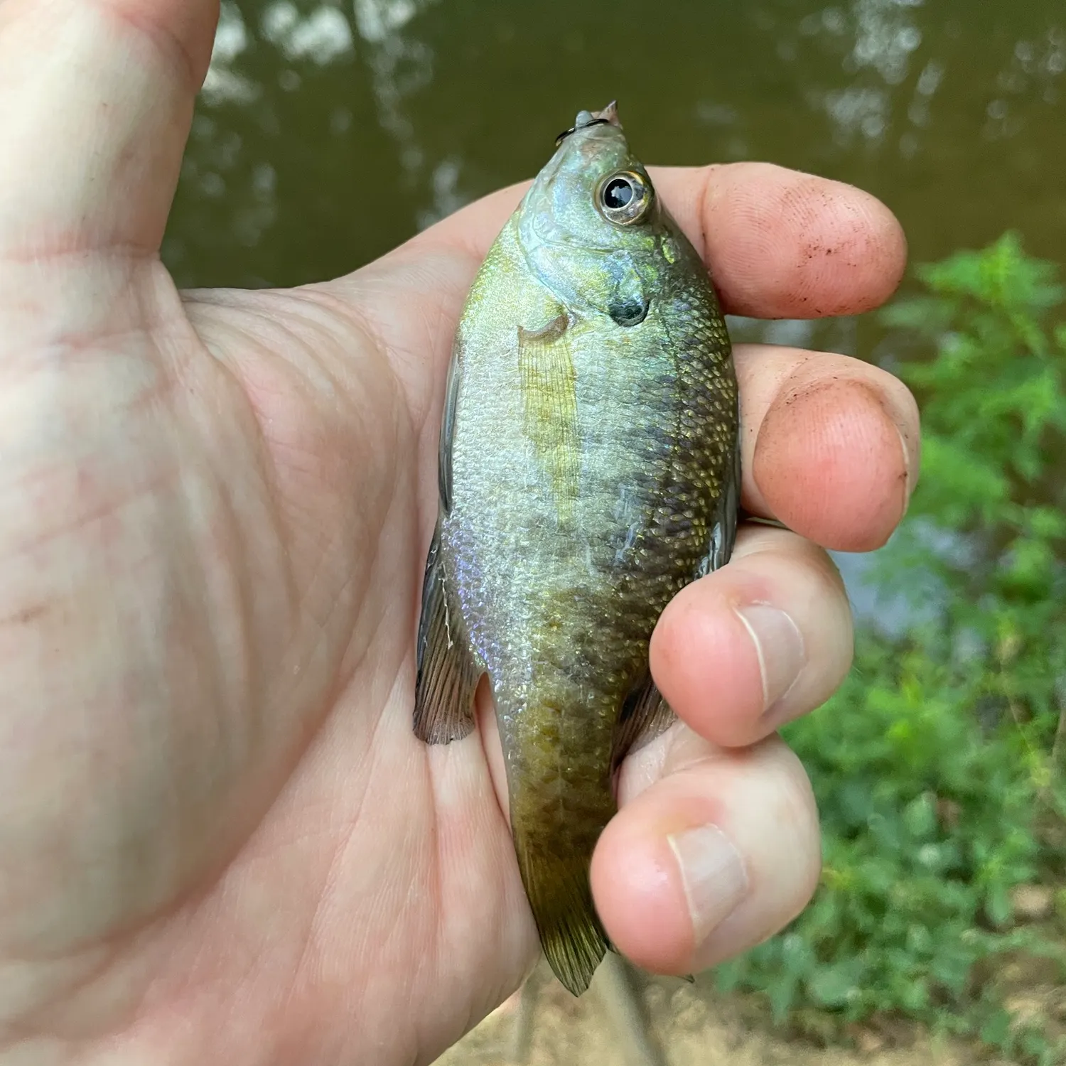 Bluegill caught on Fishbrain