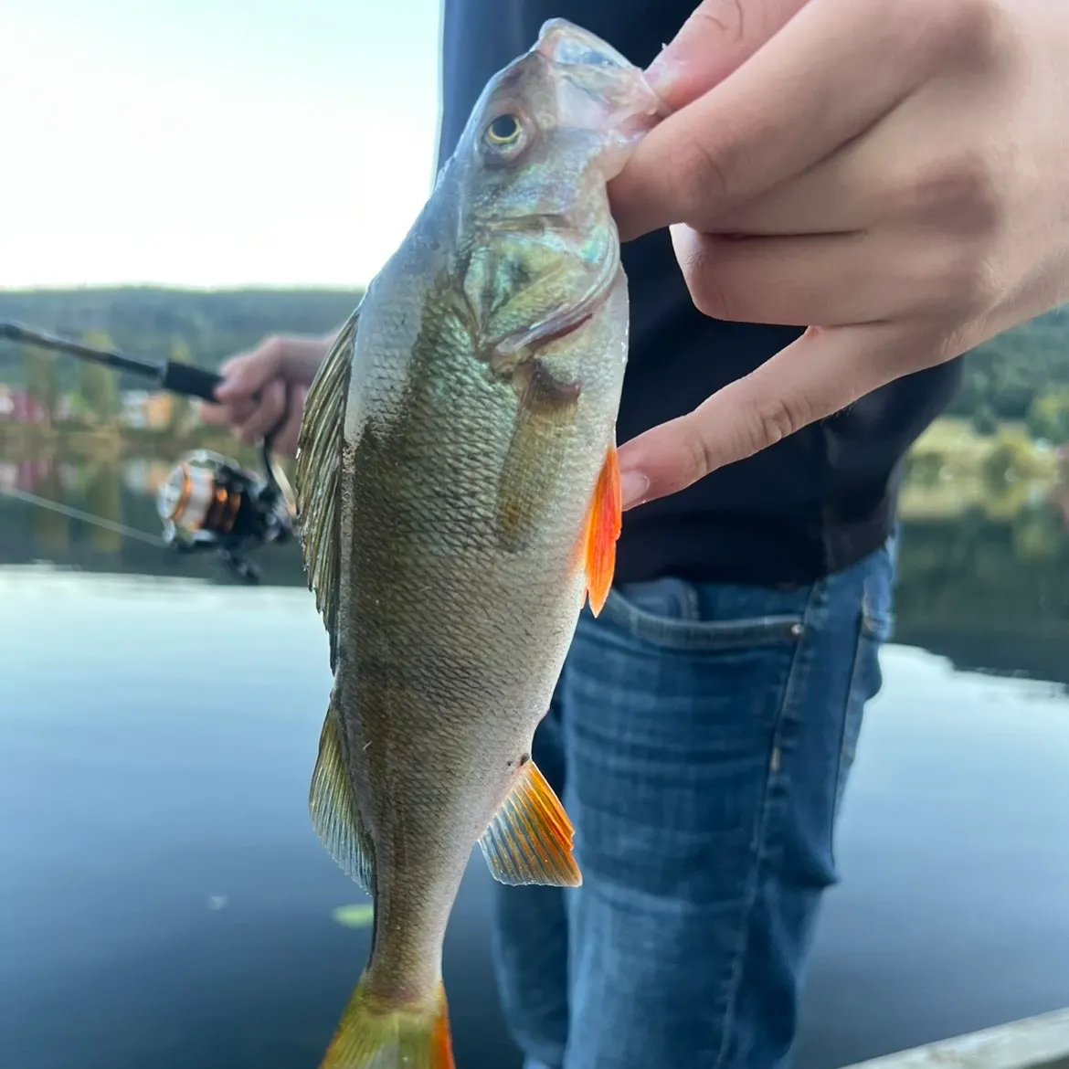 European perch caught on Fishbrain