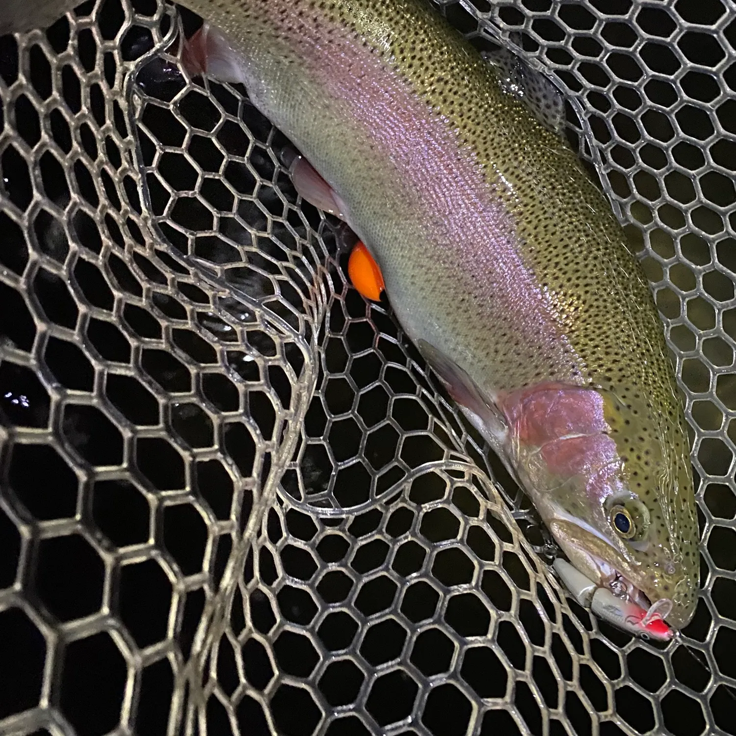 Rainbow trout caught on Fishbrain