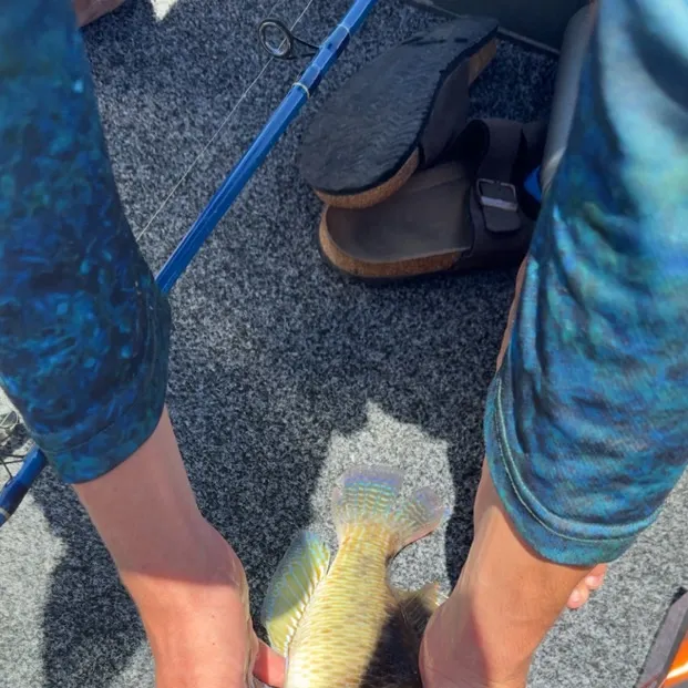 The most recent Common parrotfish catches on Fishbrain