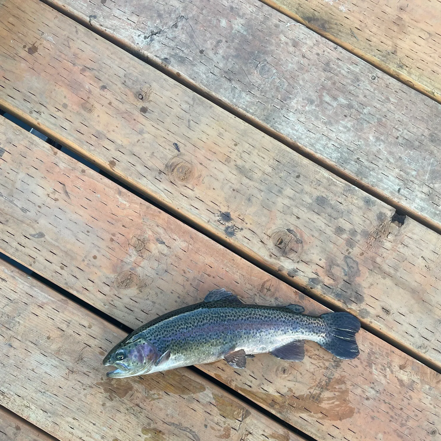Rainbow trout caught on Fishbrain