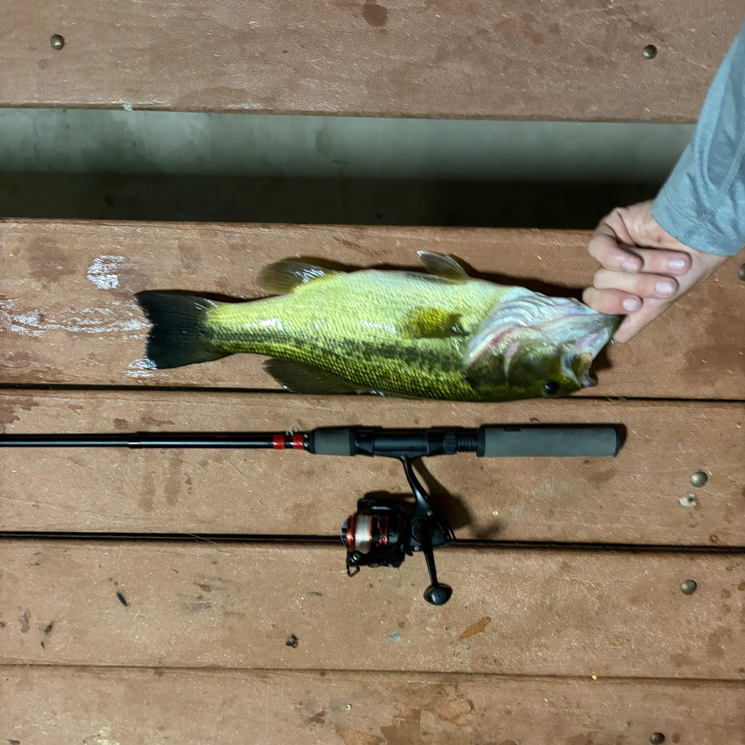 Largemouth bass caught on Fishbrain
