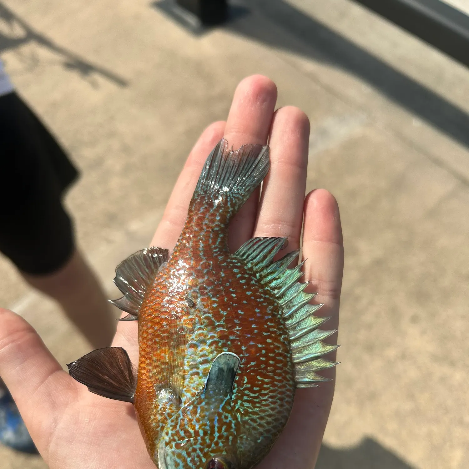 Longear sunfish caught on Fishbrain