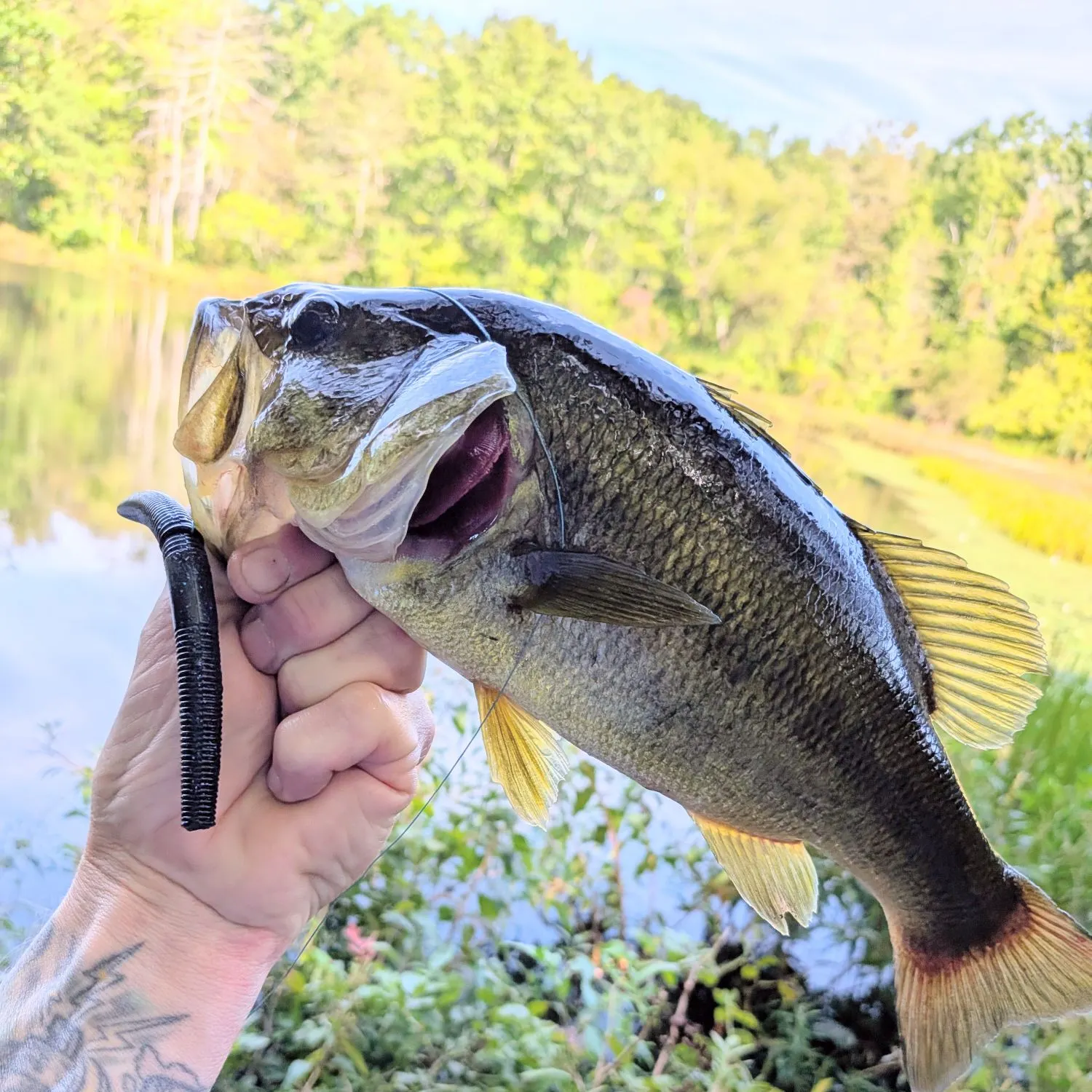 Largemouth bass caught on Fishbrain