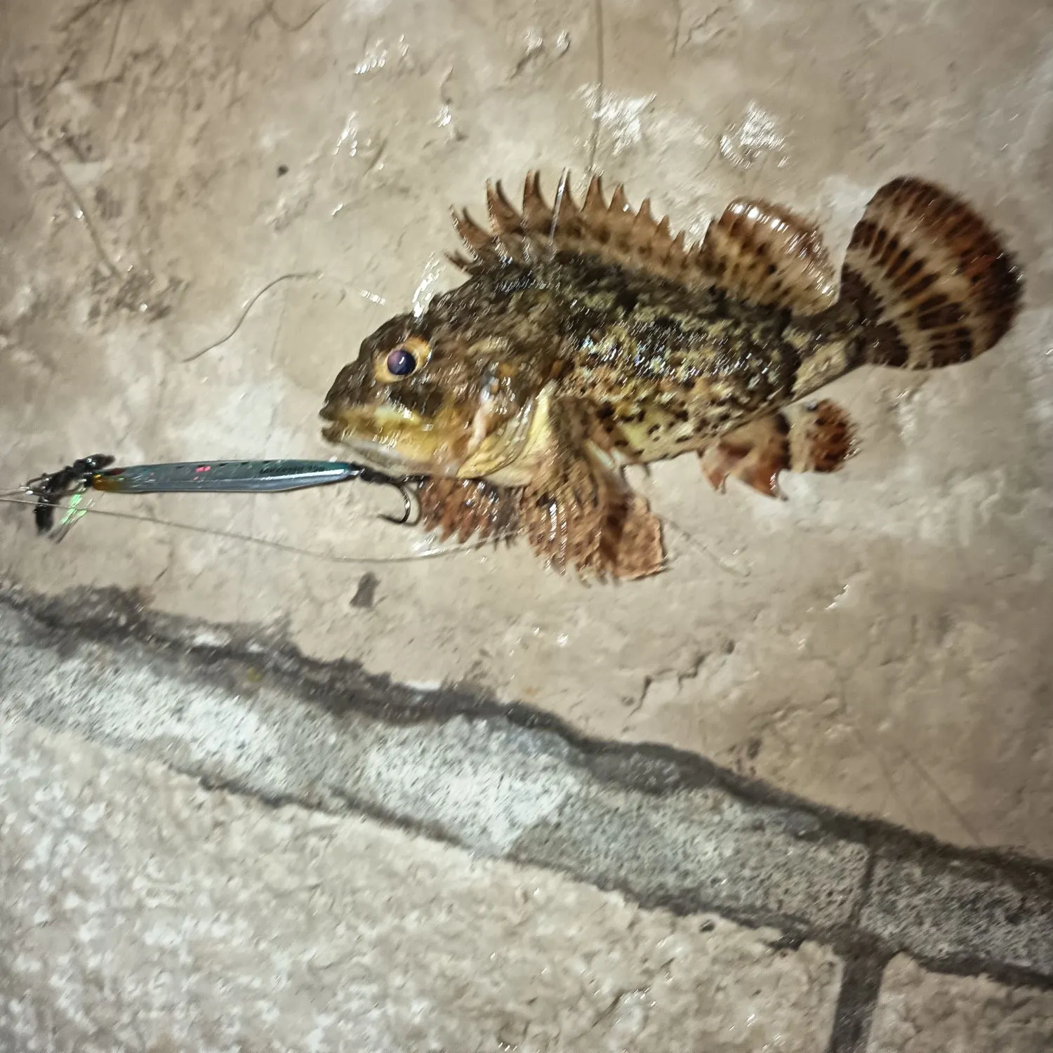 The most recent Black scorpionfish catches on Fishbrain