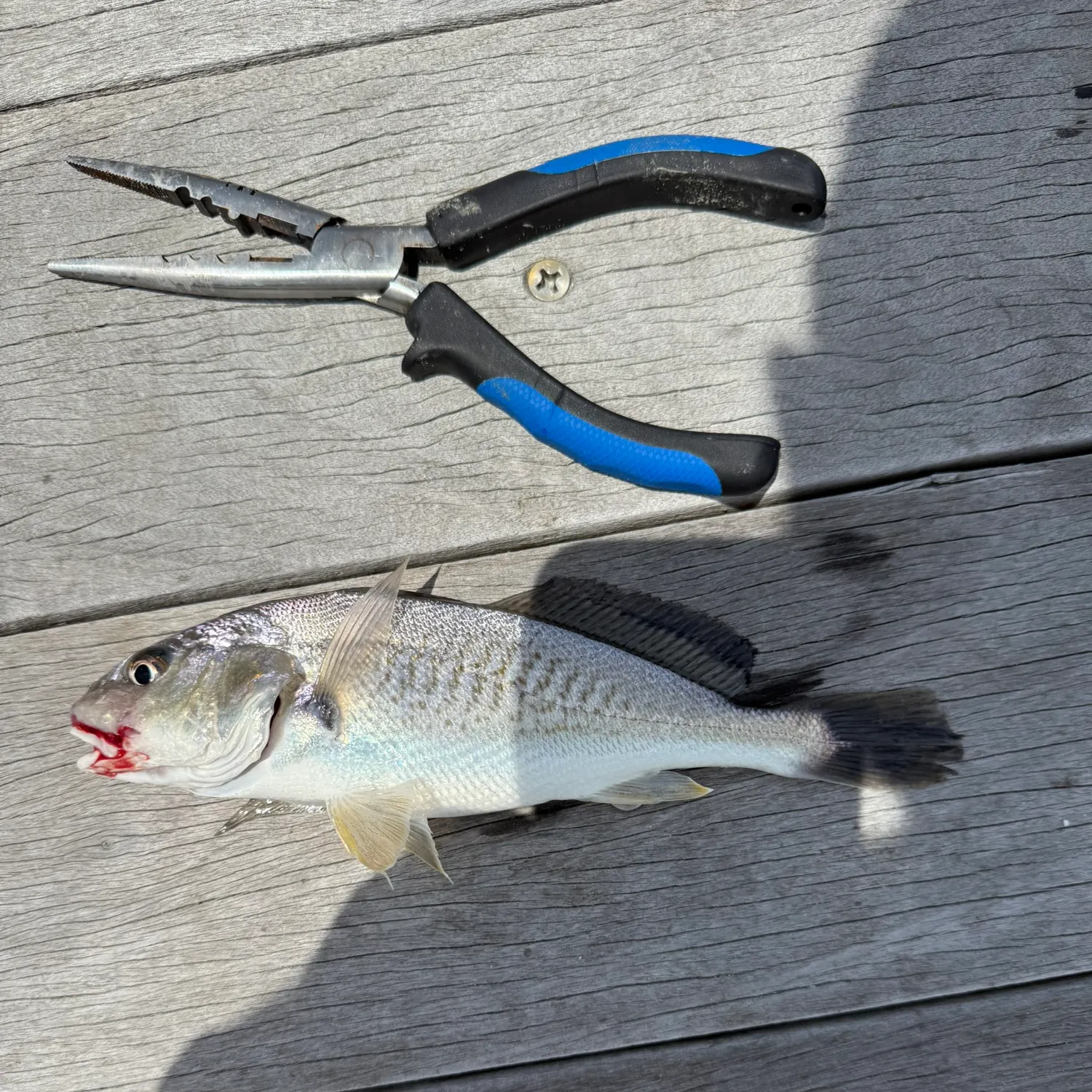 The most recent Atlantic croaker catches on Fishbrain