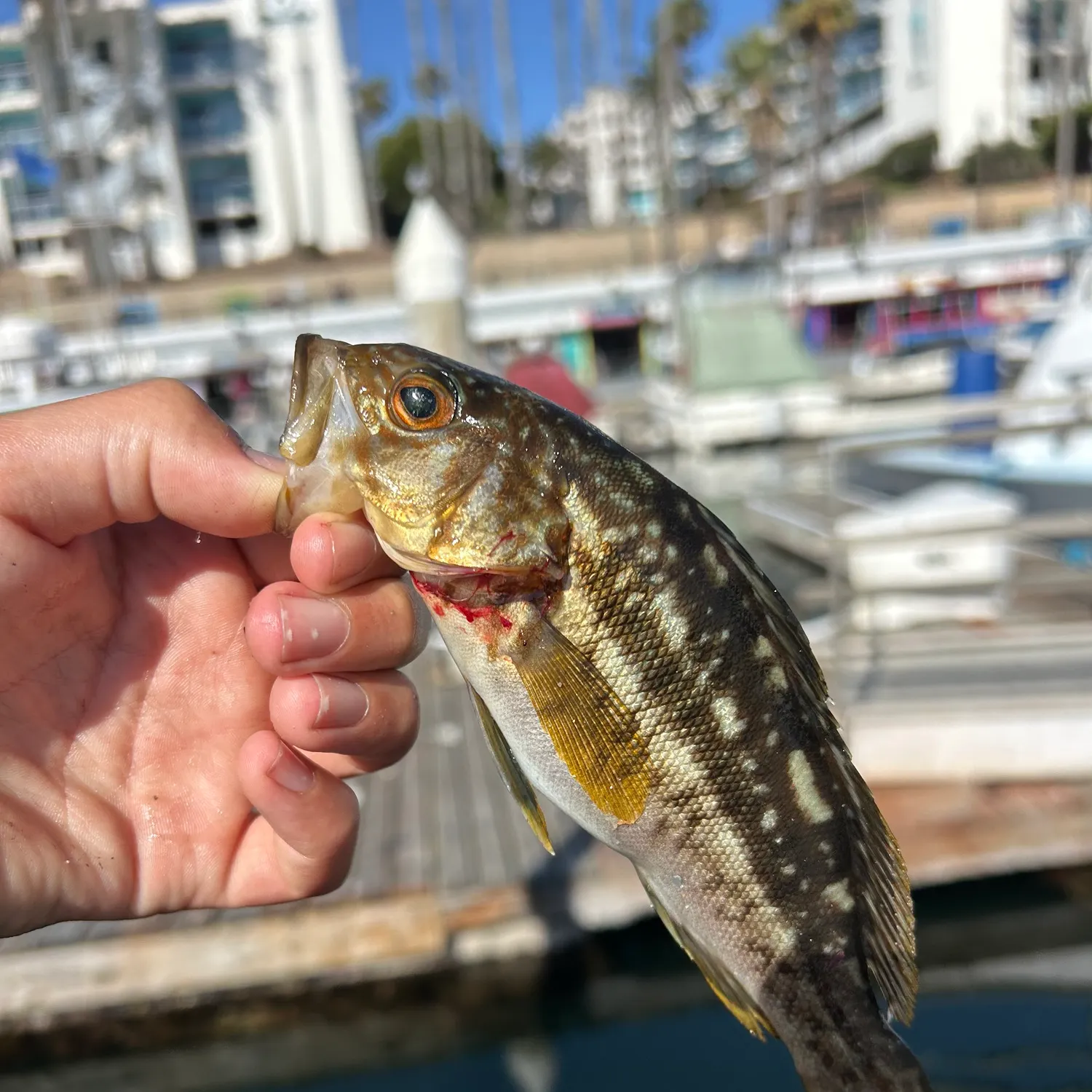 catch