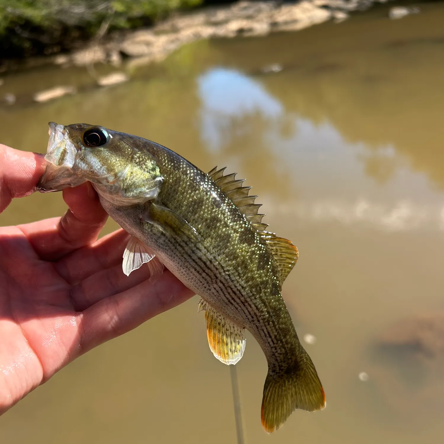 The most recent Altamaha bass catches on Fishbrain