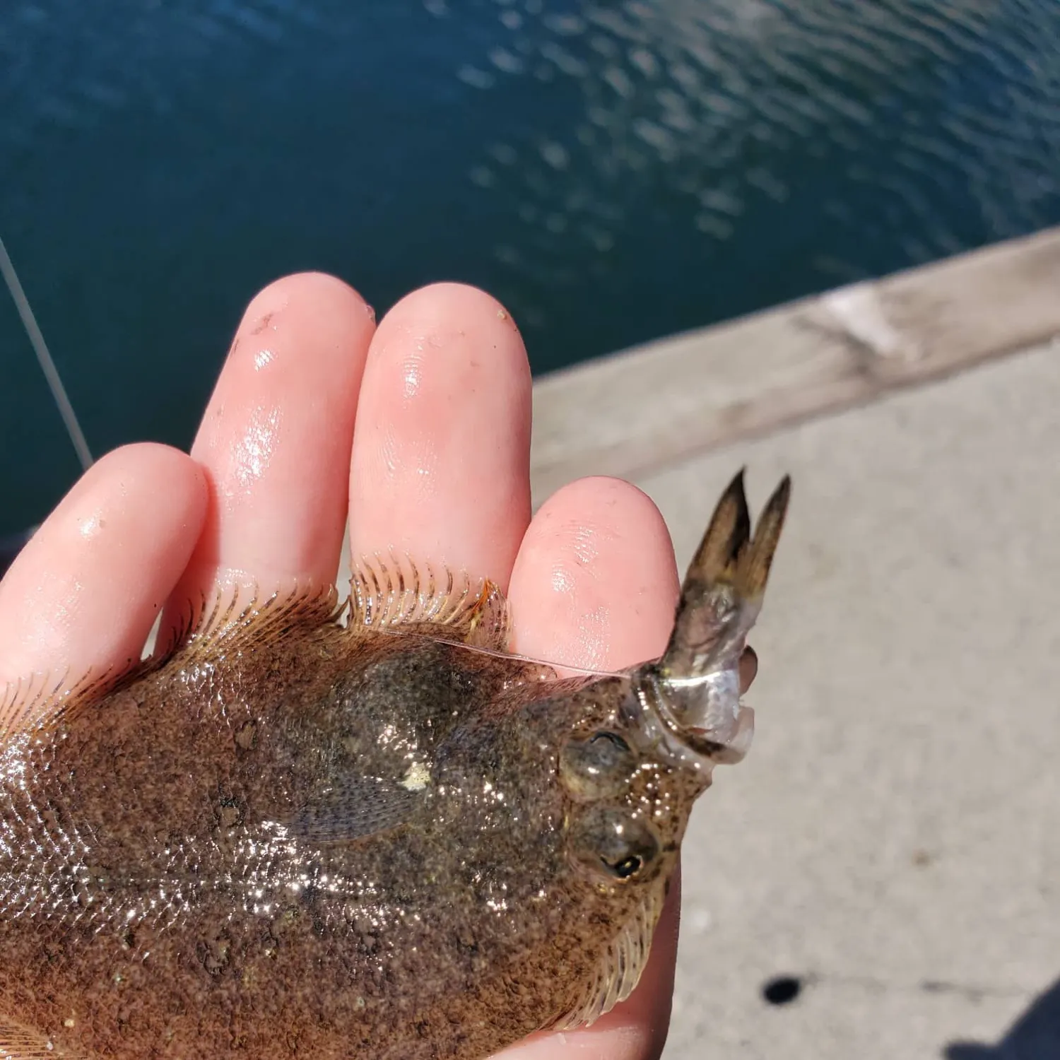Speckled sanddab caught on Fishbrain