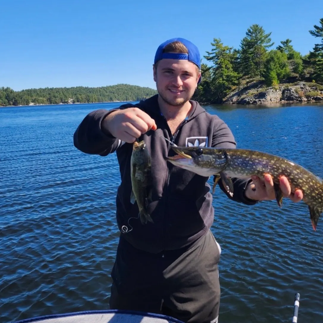 Northern pike caught on Fishbrain