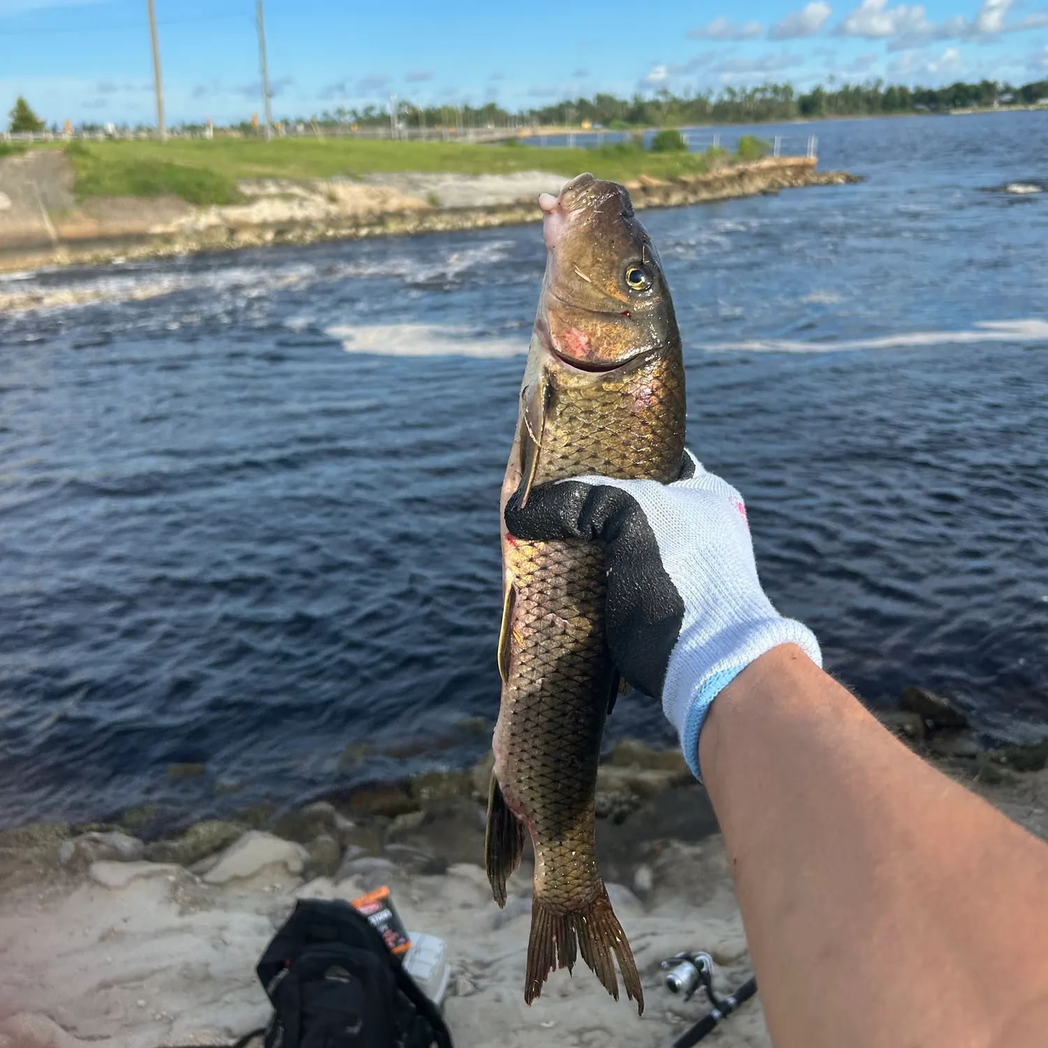The most recent Spotted sucker catches on Fishbrain