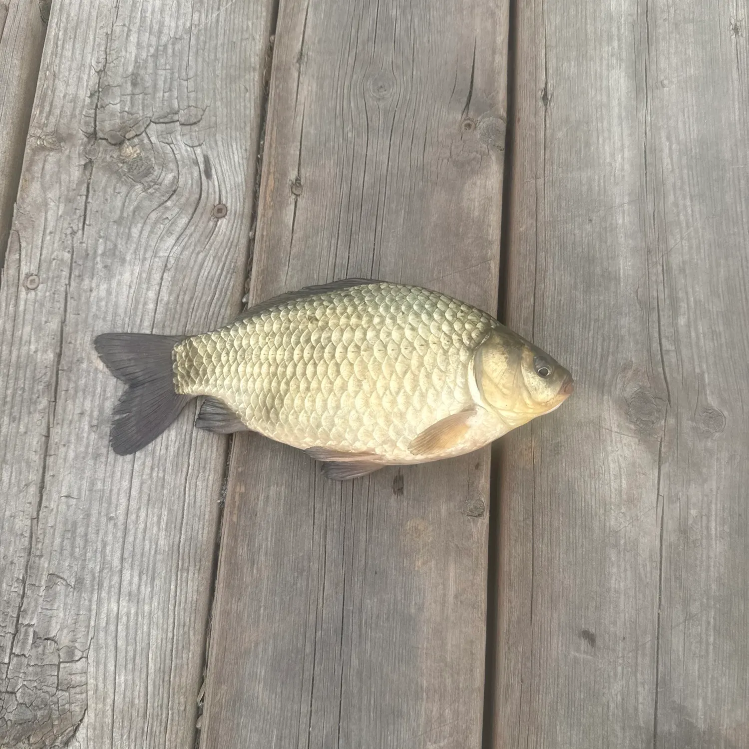The most recent Prussian carp catches on Fishbrain