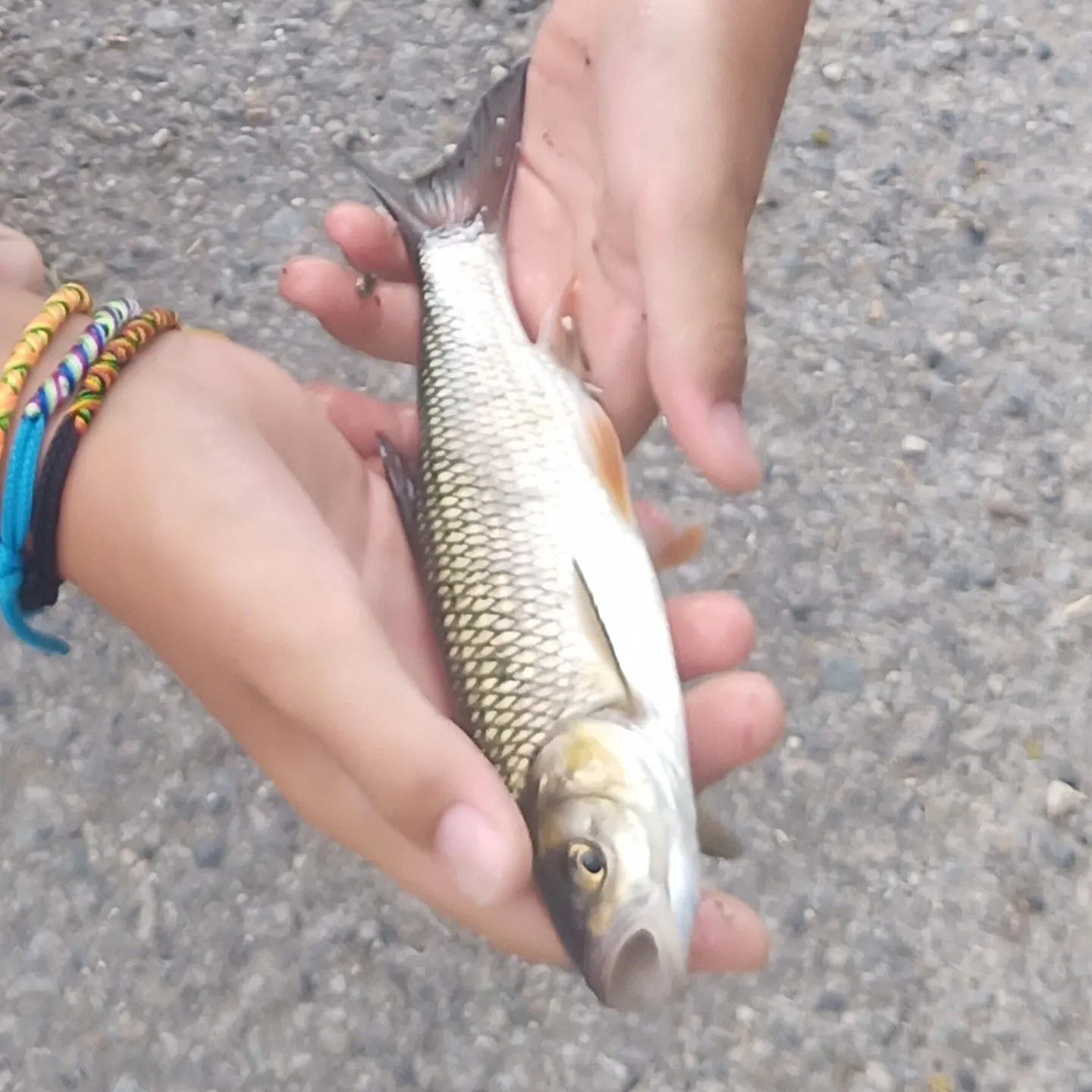 European chub caught on Fishbrain