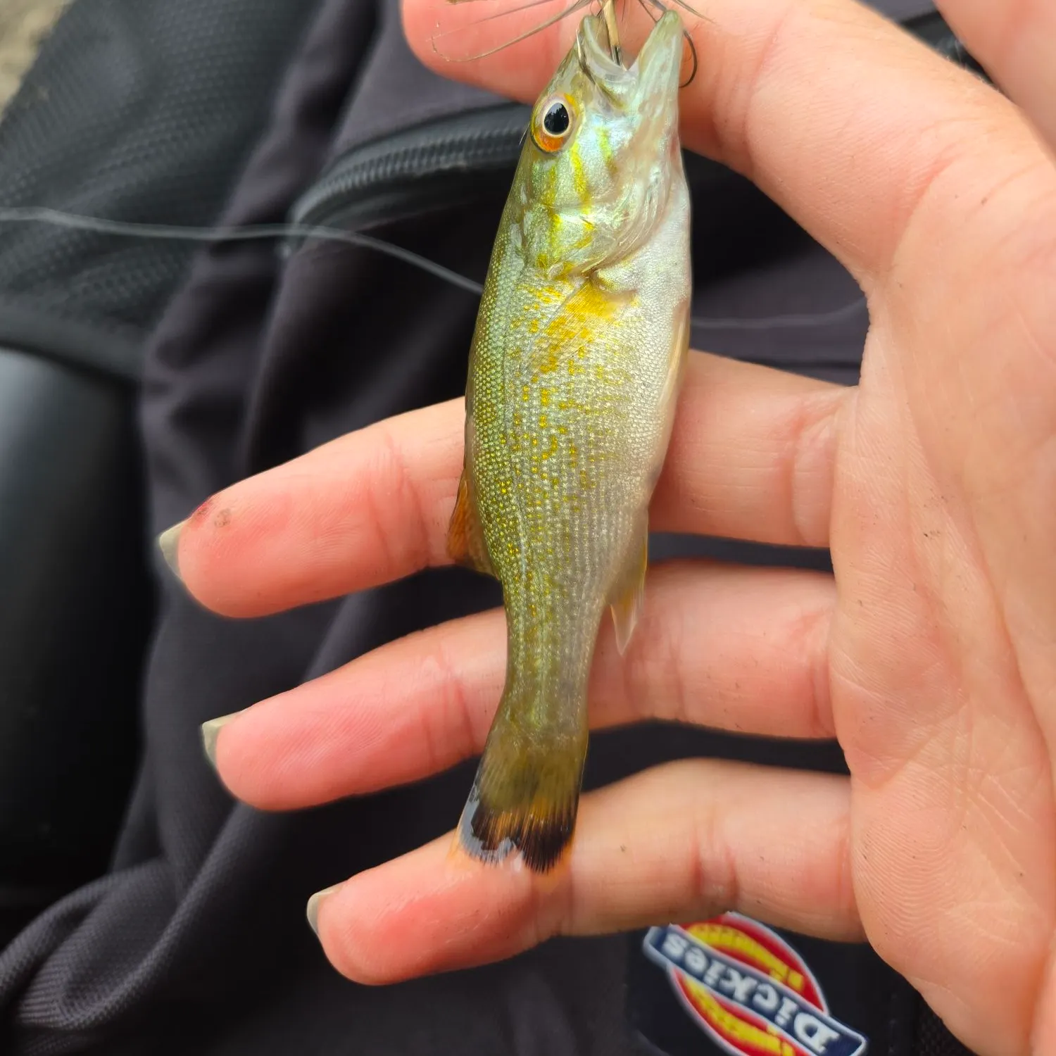 Smallmouth bass caught on Fishbrain
