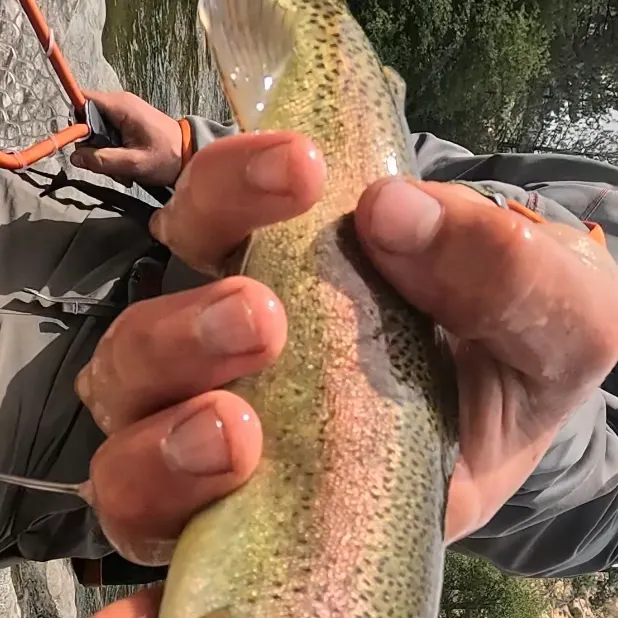 The most recent Kern River Rainbow Trout catches on Fishbrain