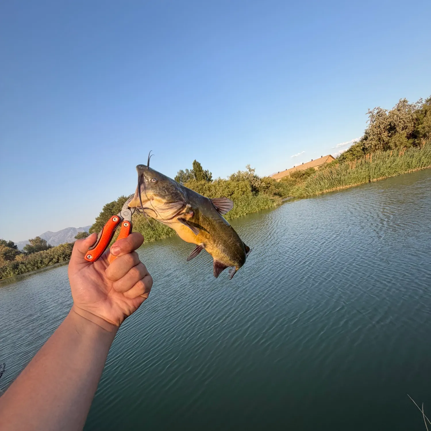 catch
