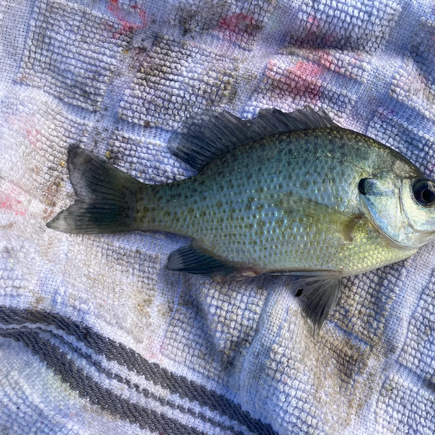 Bluegill caught on Fishbrain
