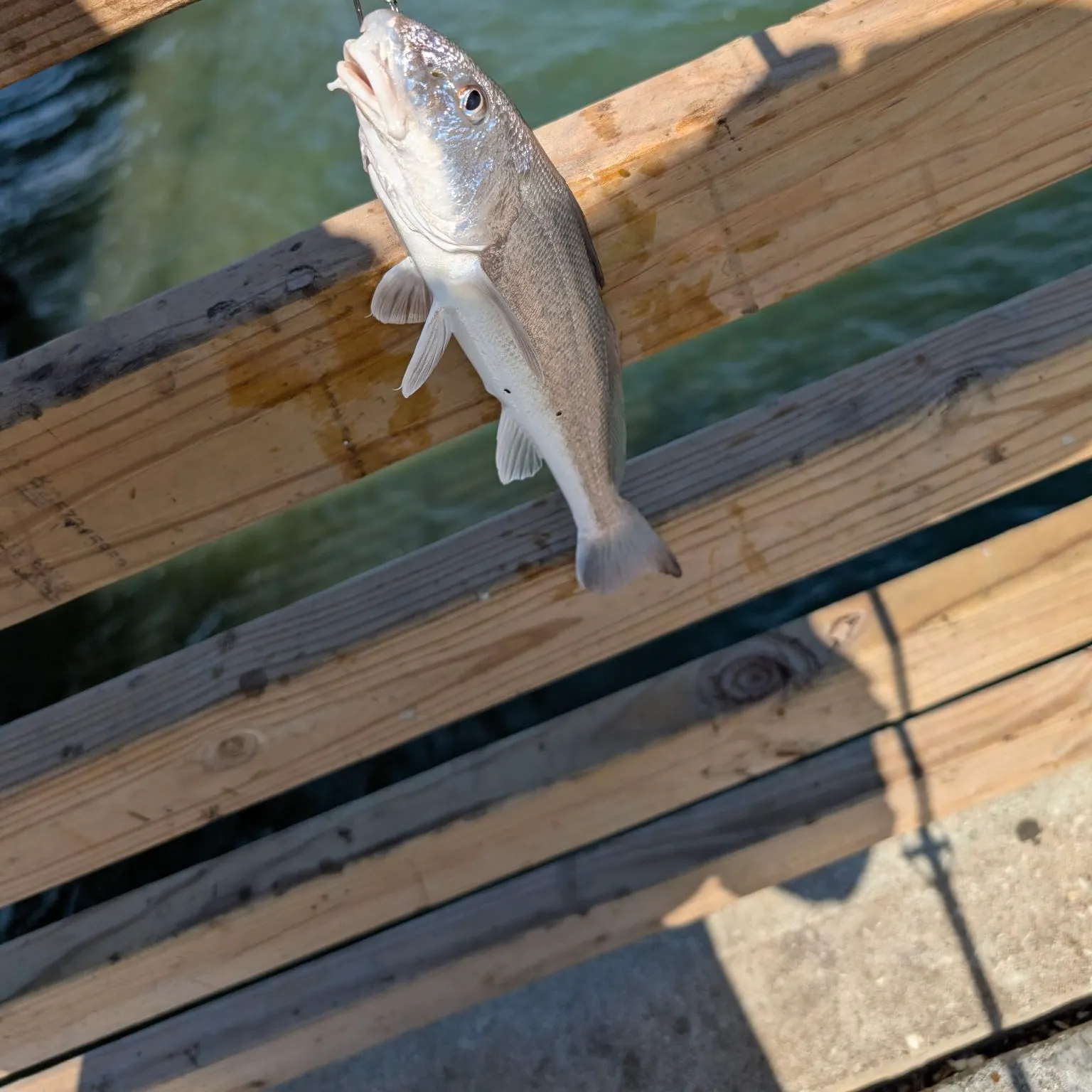 Gulf kingcroaker caught on Fishbrain