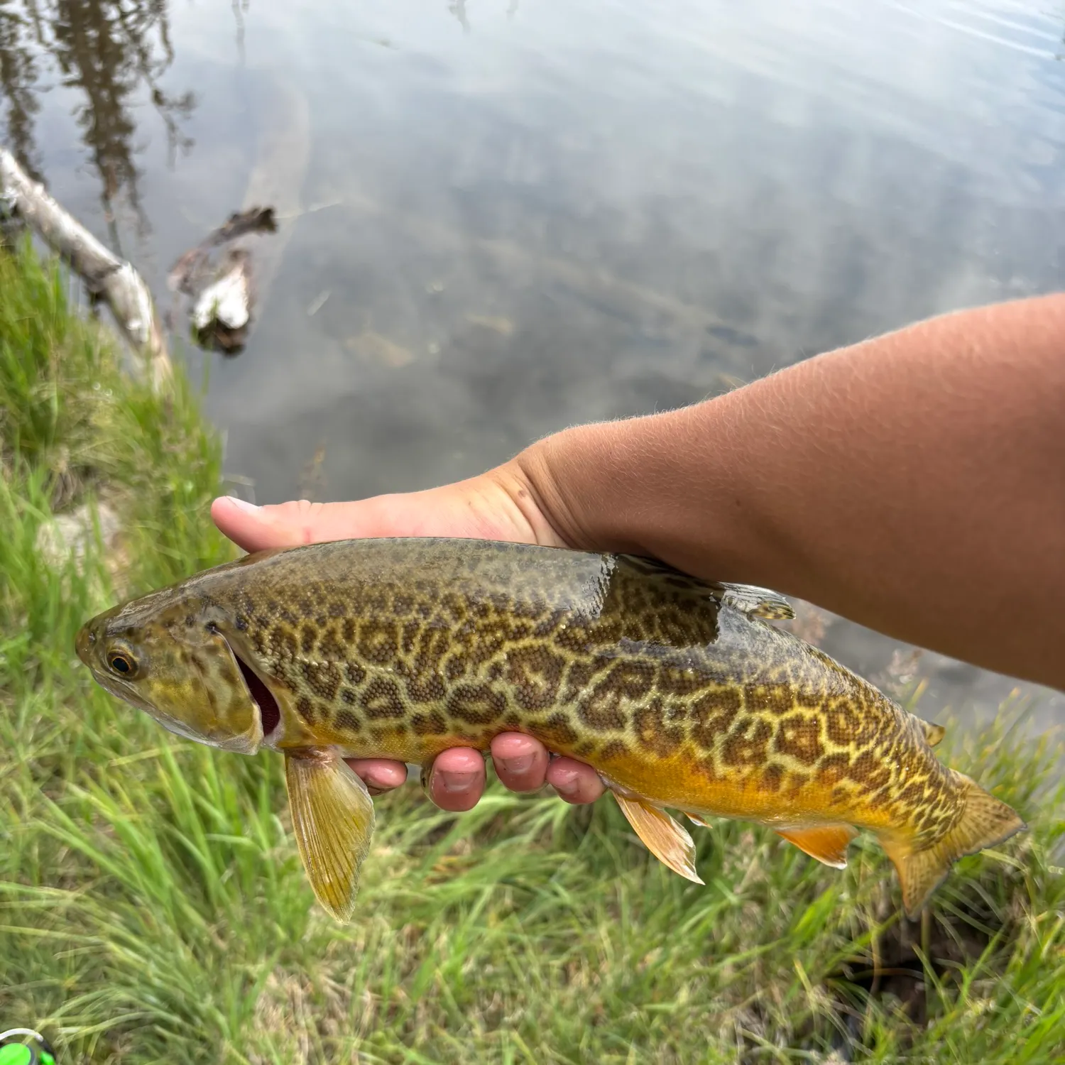 Tiger trout caught on Fishbrain