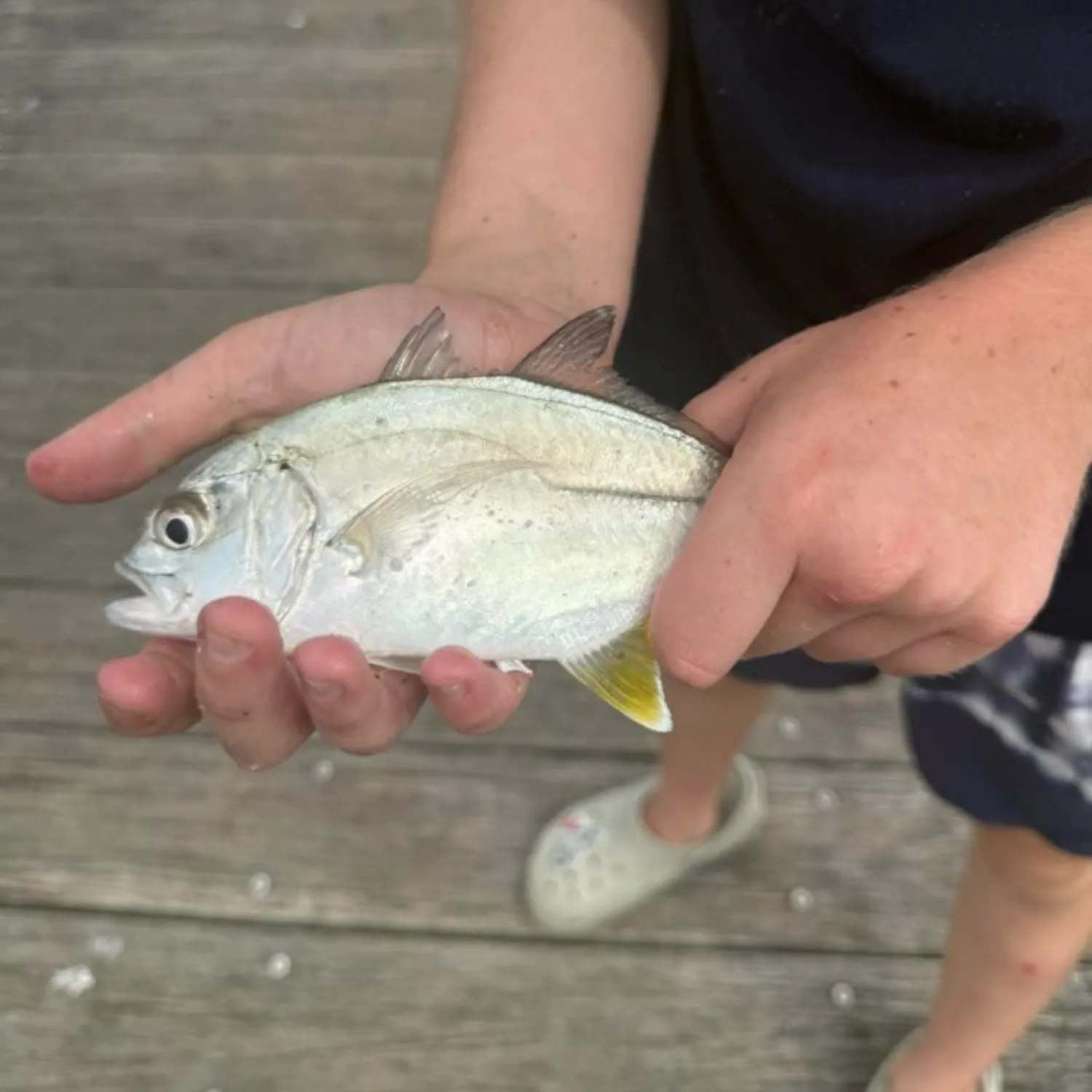 The most recent Bigeye trevally catches on Fishbrain