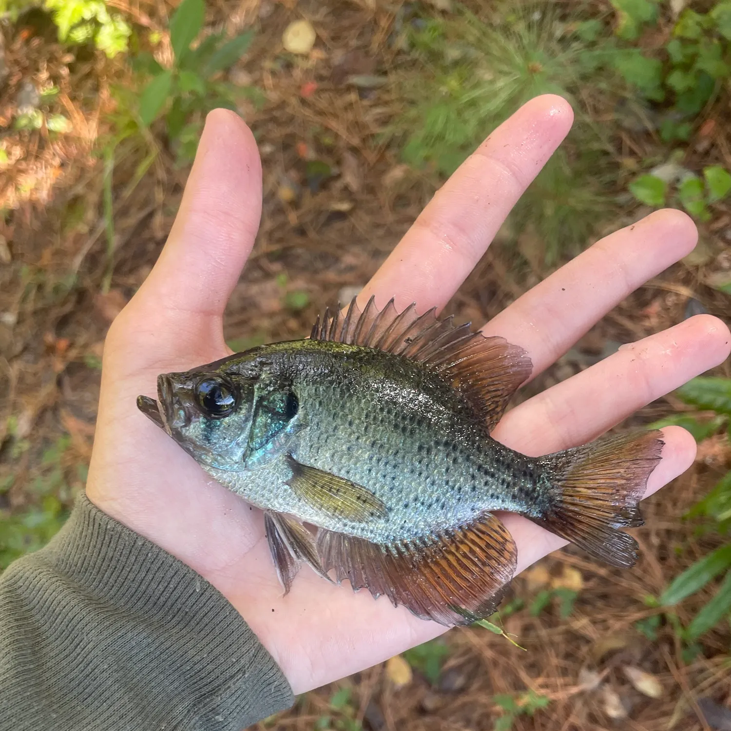 Flier caught on Fishbrain