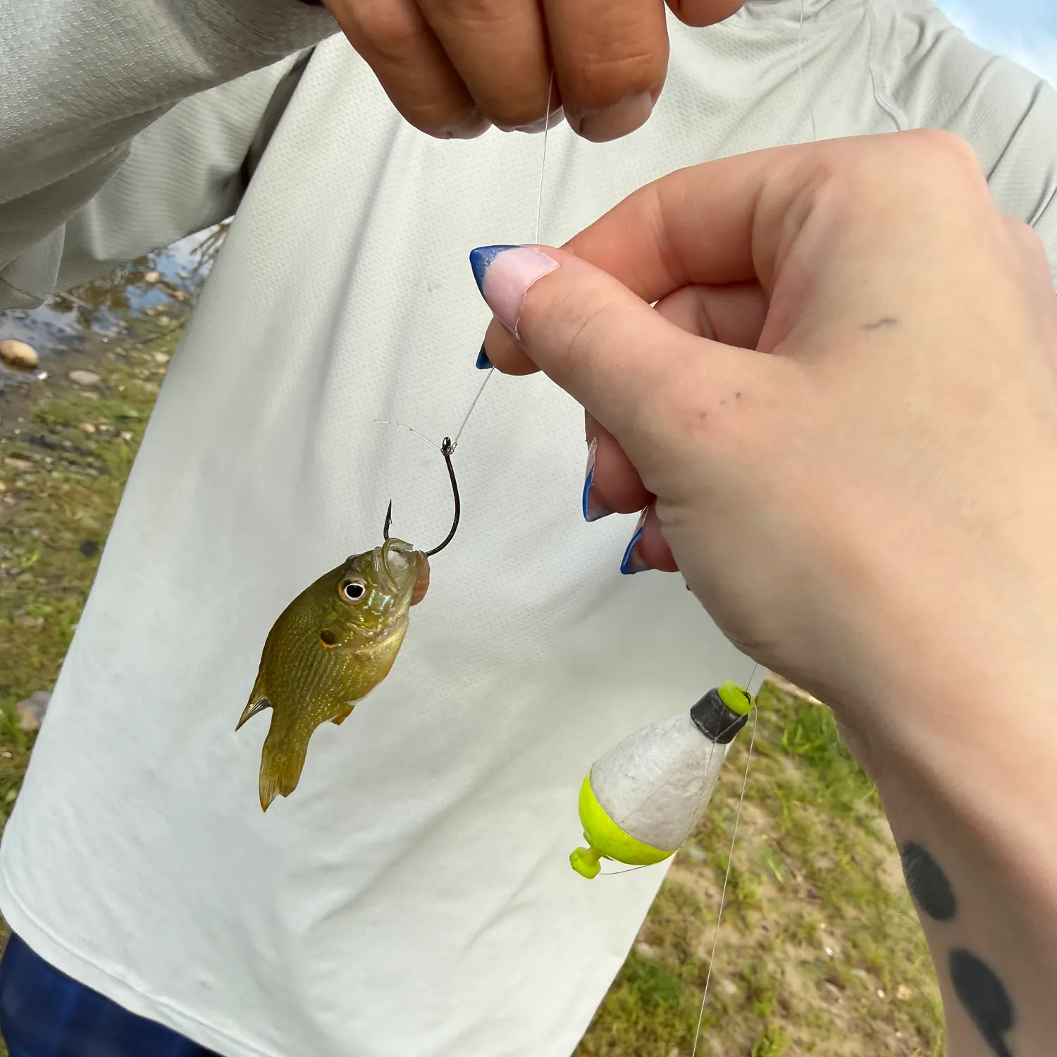 Green sunfish caught on Fishbrain