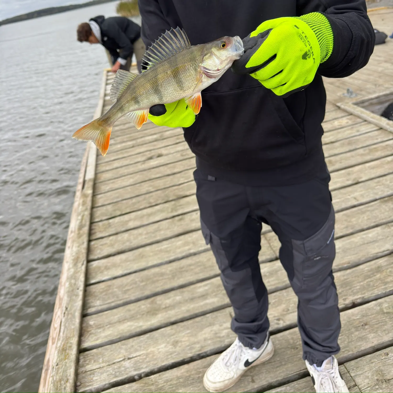 European perch caught on Fishbrain