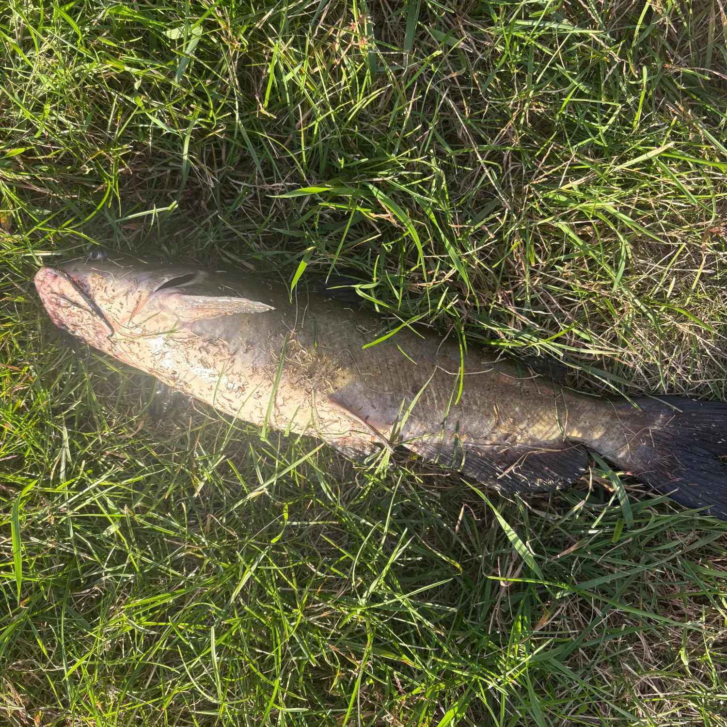 Channel catfish caught on Fishbrain