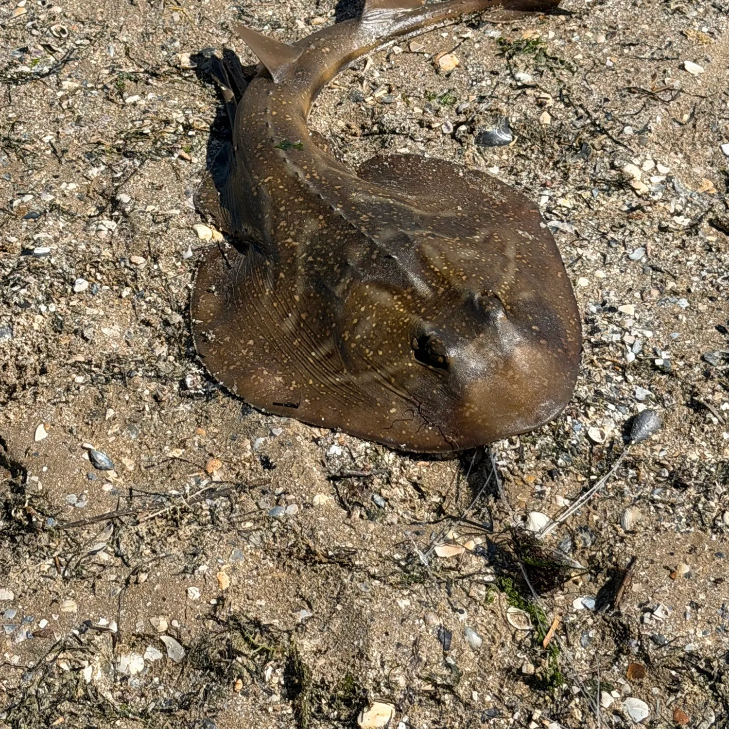 Fish caught on Fishbrain