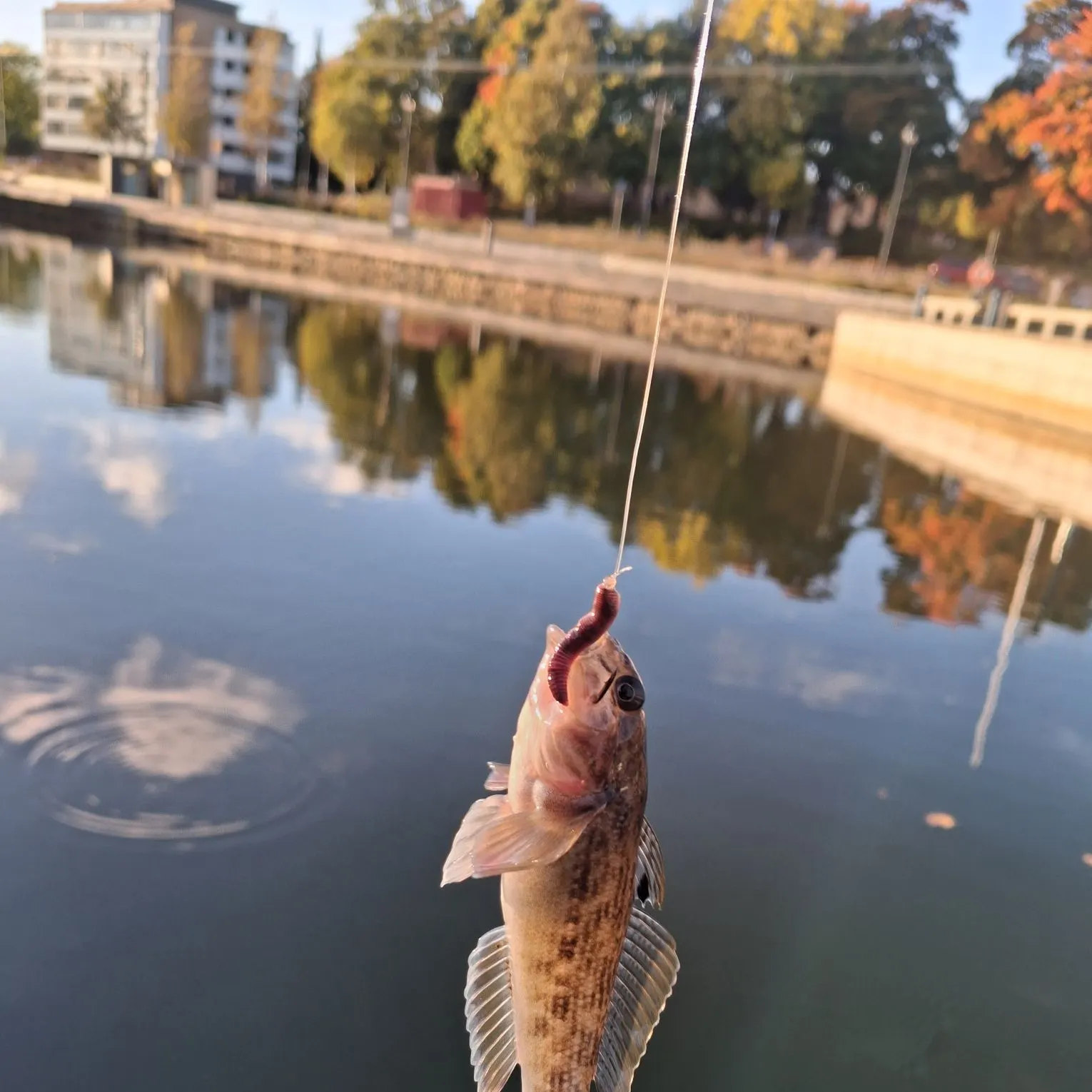 Round goby caught on Fishbrain