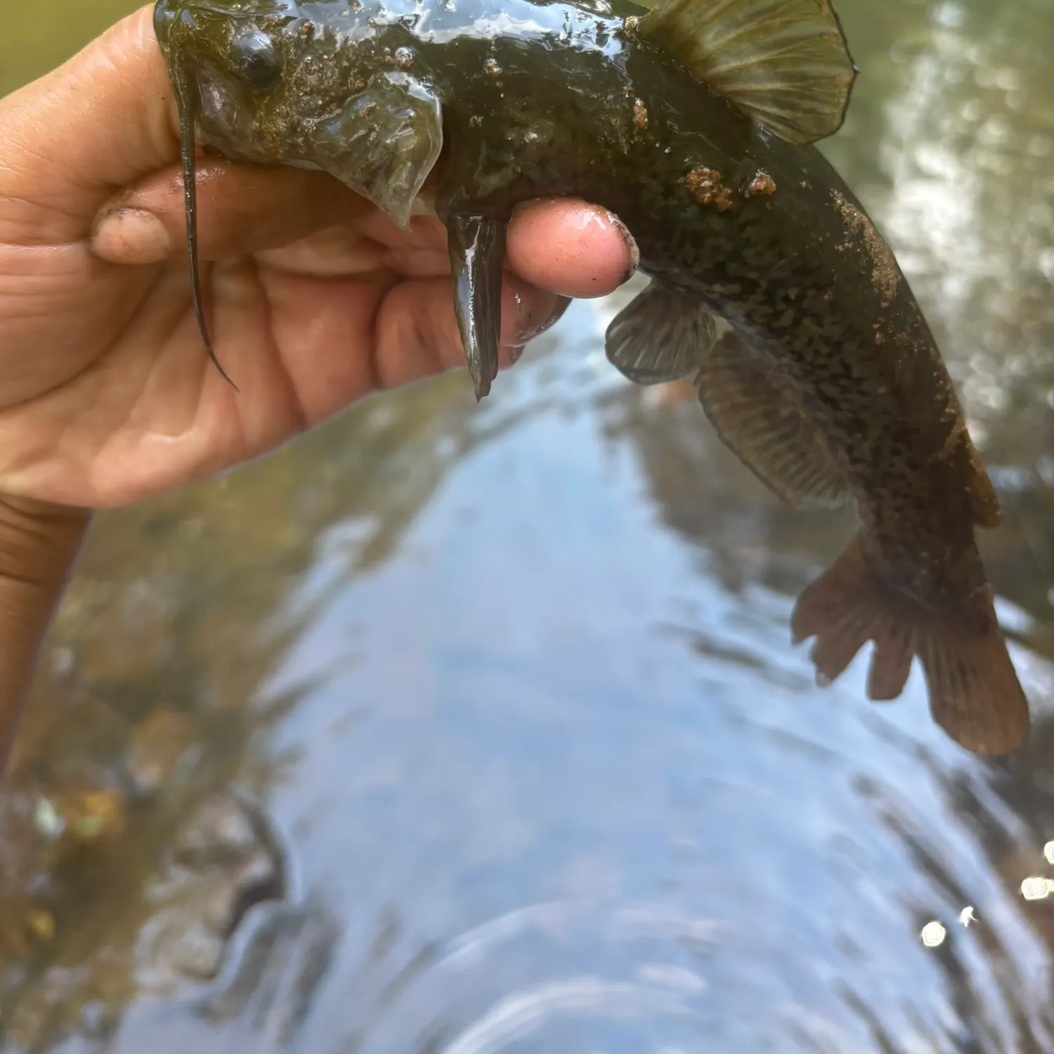 Brown bullhead caught on Fishbrain