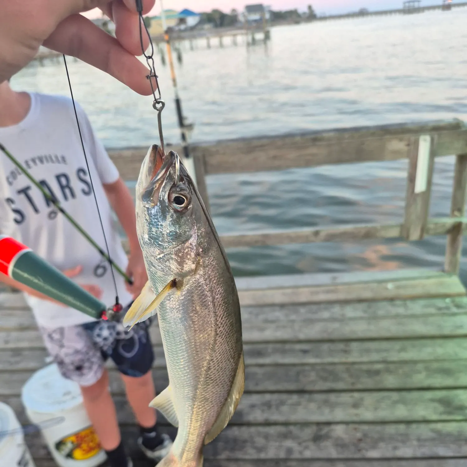 Sand seatrout caught on Fishbrain