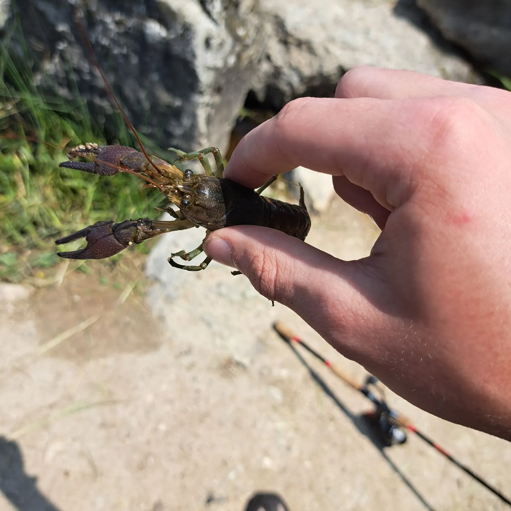 The most recent Digger crayfish catches on Fishbrain