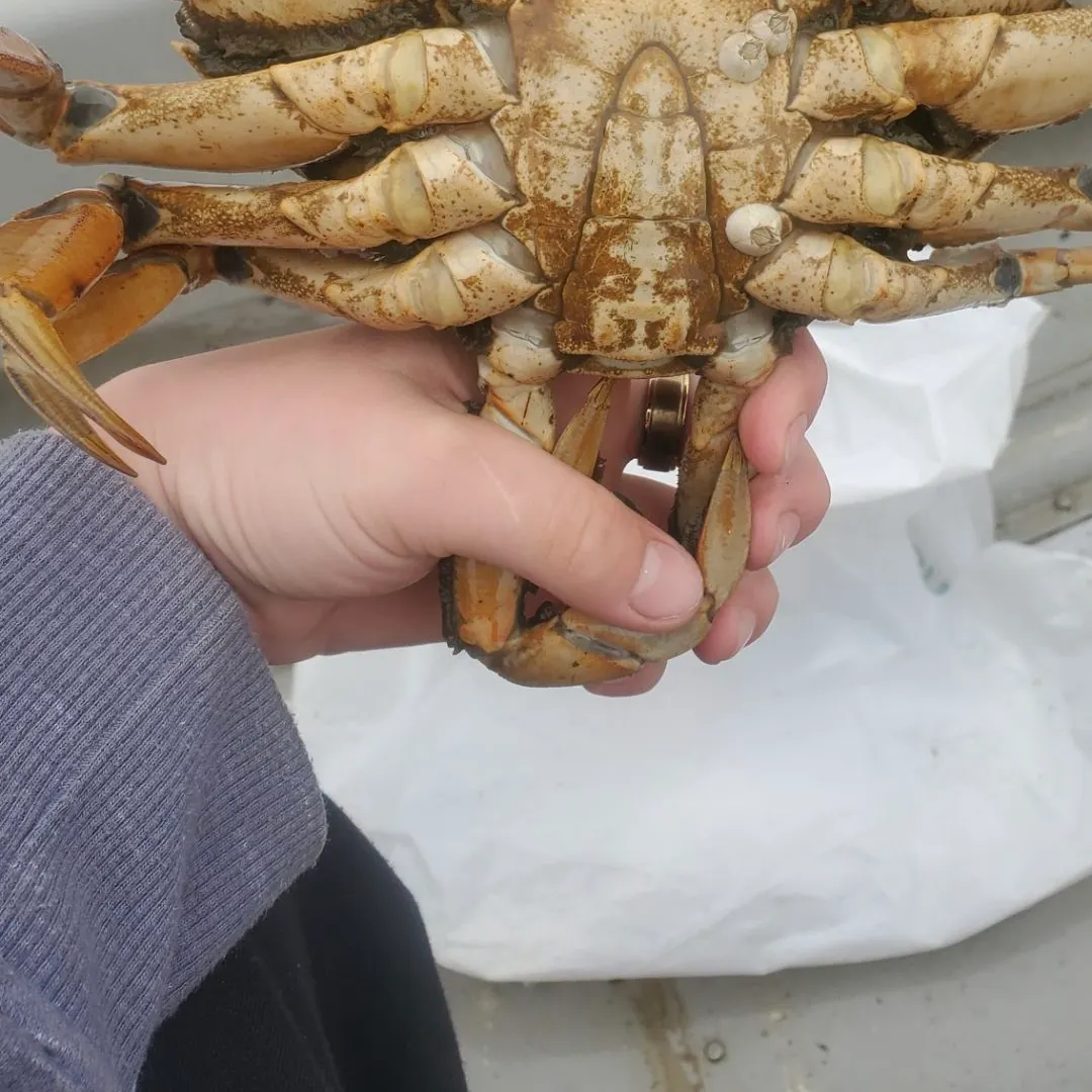 The most recent Dungeness crab catches on Fishbrain