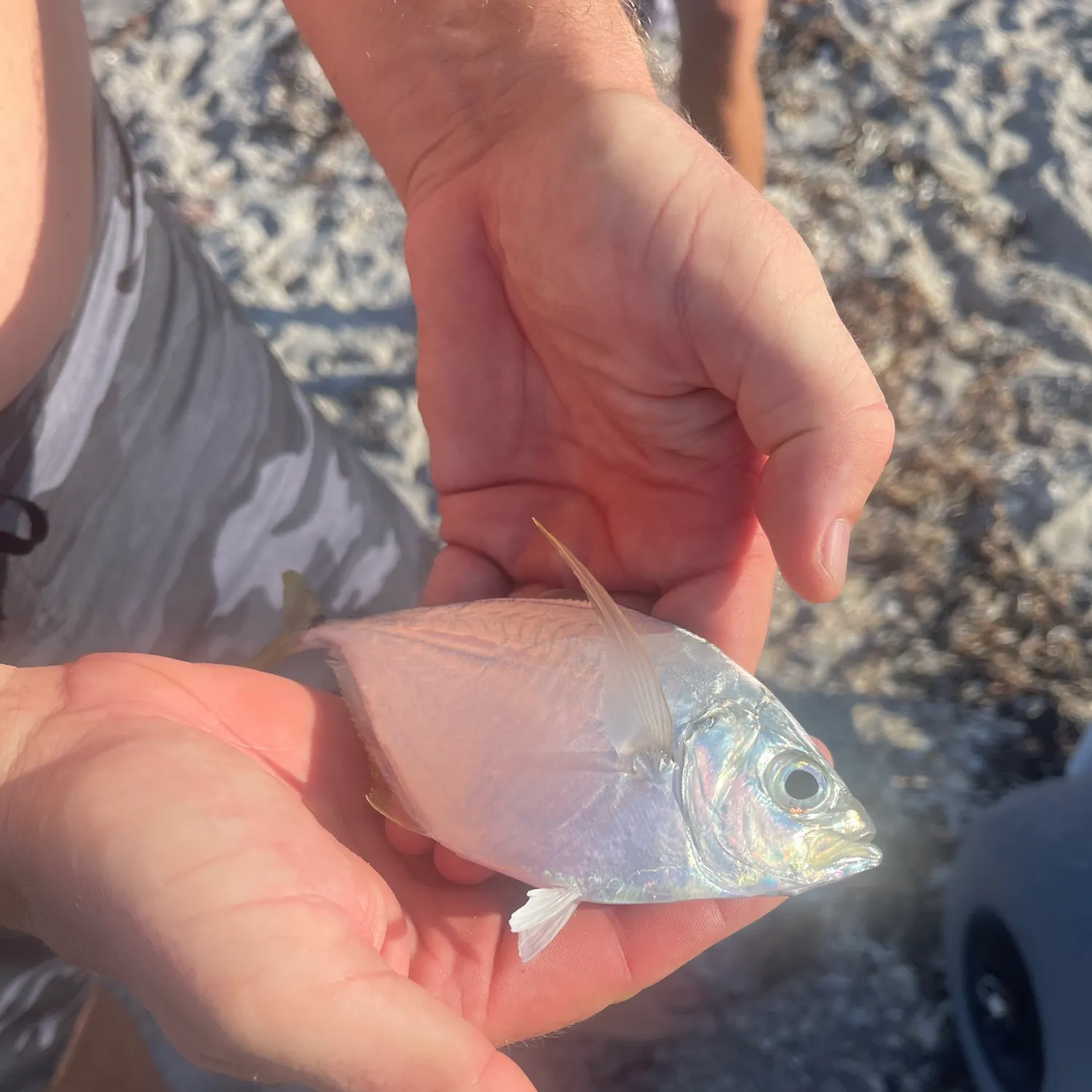 The most recent Atlantic bumper catches on Fishbrain