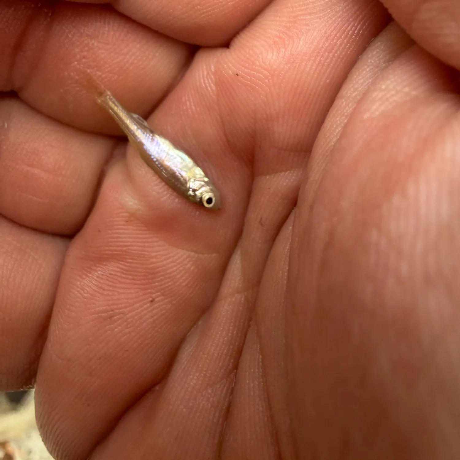 Western mosquitofish caught on Fishbrain