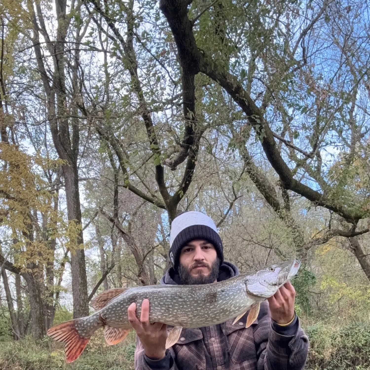 Northern pike caught on Fishbrain