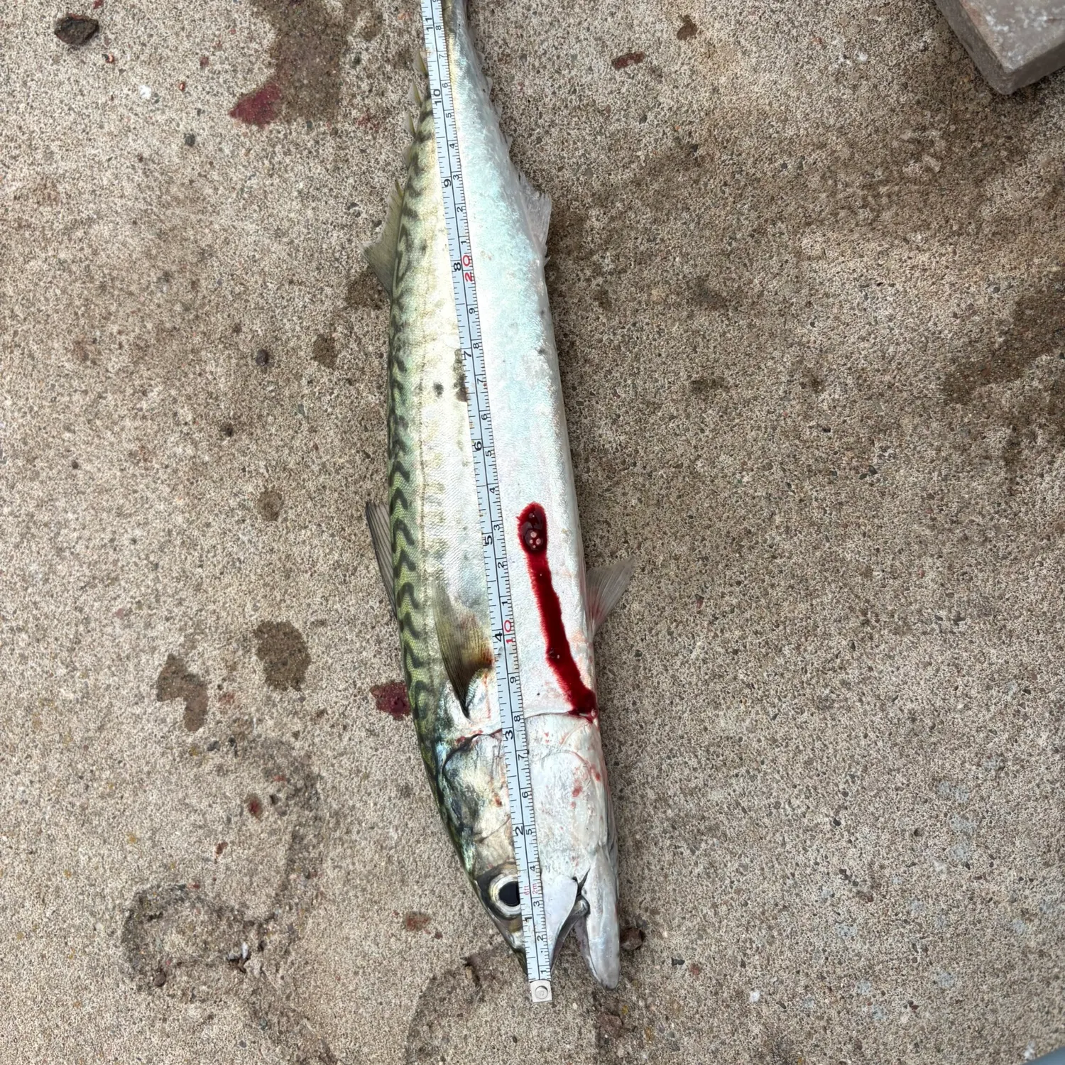 Atlantic mackerel caught on Fishbrain