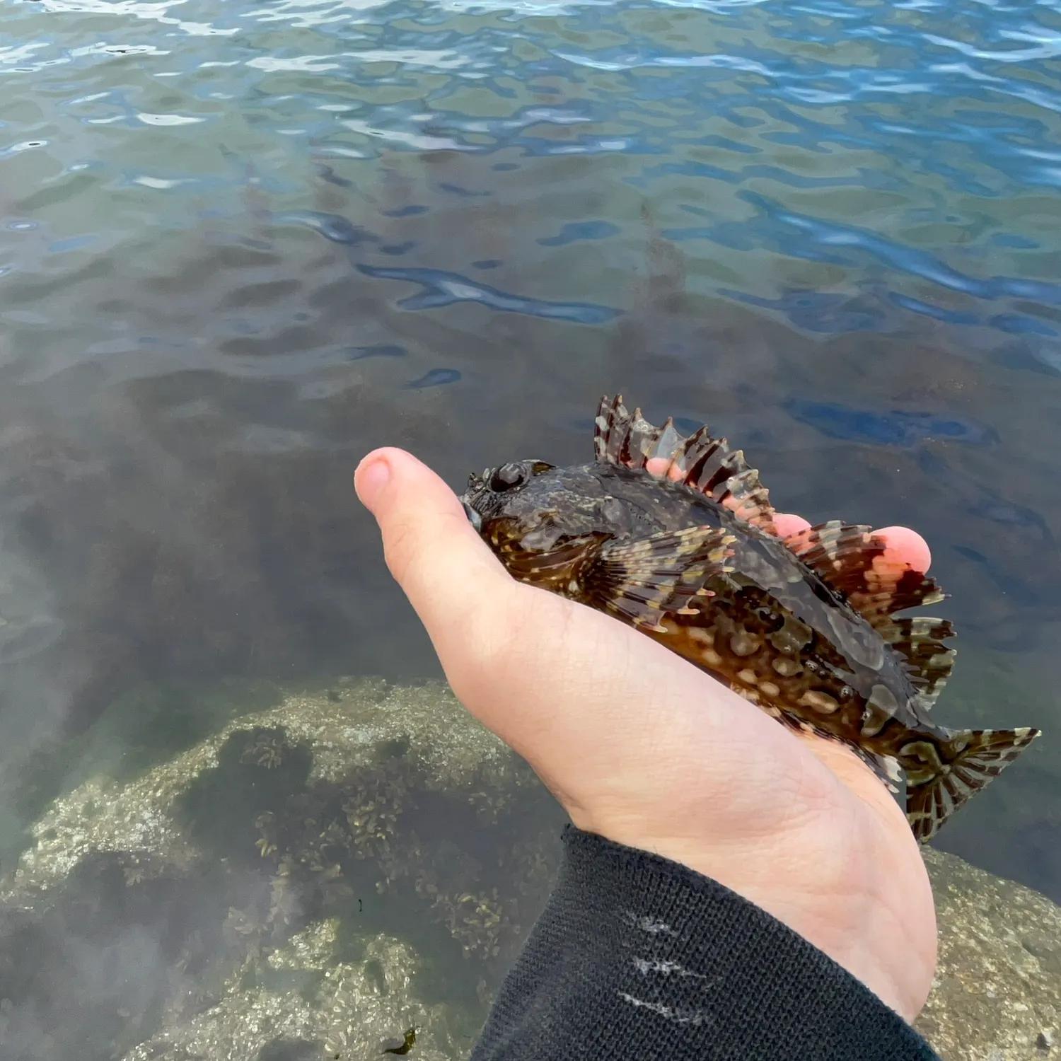 The most recent Cabezon catches on Fishbrain