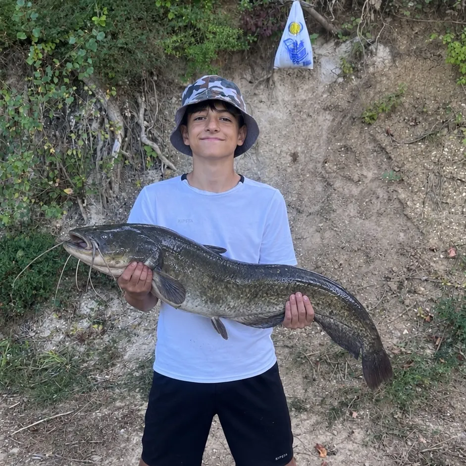 Wels catfish caught on Fishbrain
