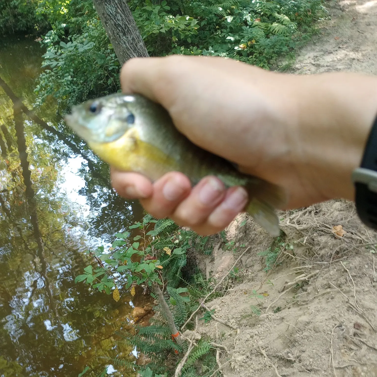 Bluegill caught on Fishbrain