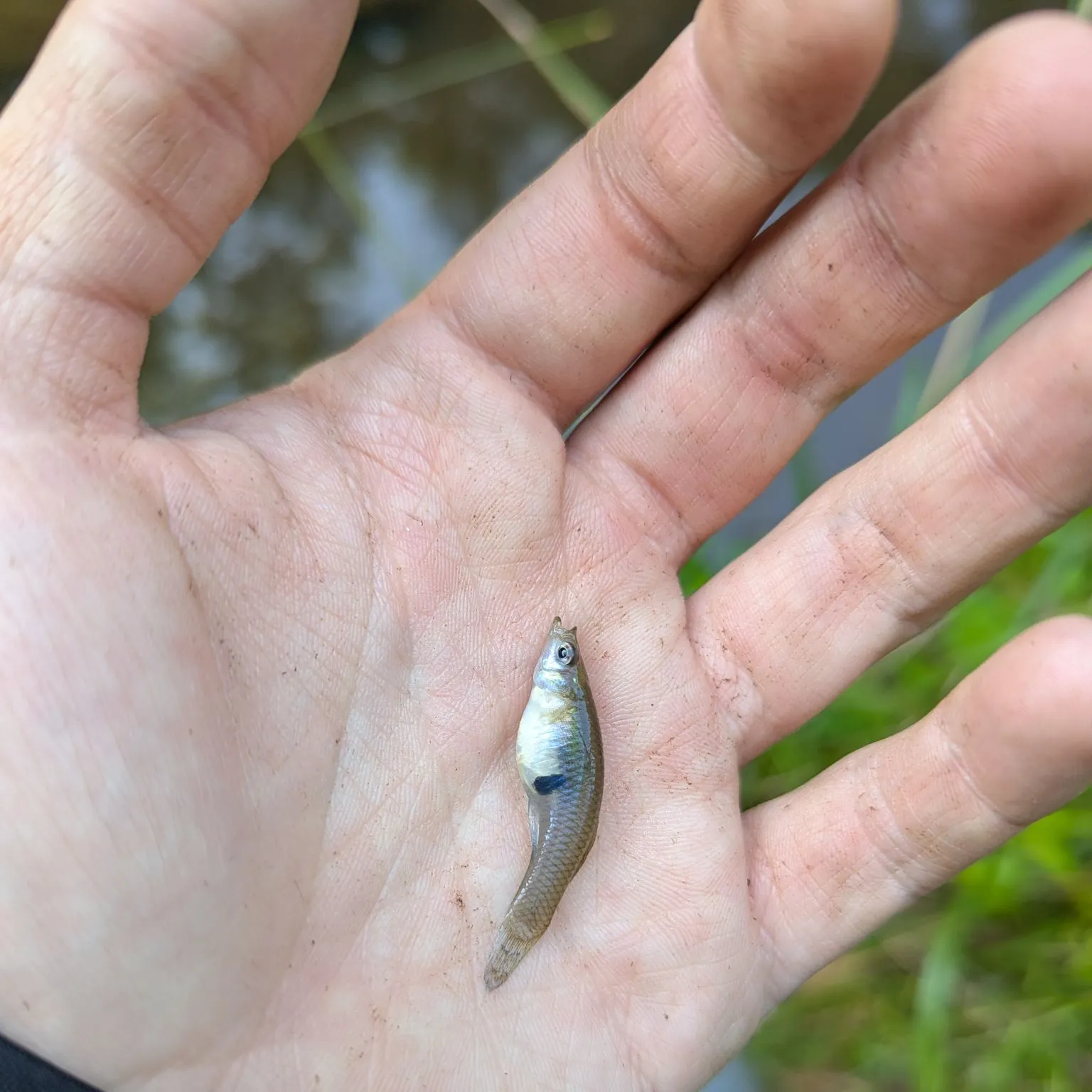 The most recent Eastern mosquitofish catches on Fishbrain