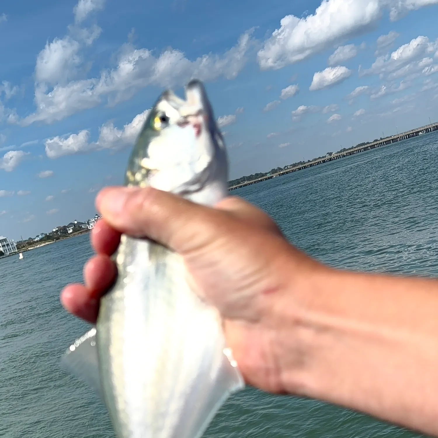 Bluefish caught on Fishbrain