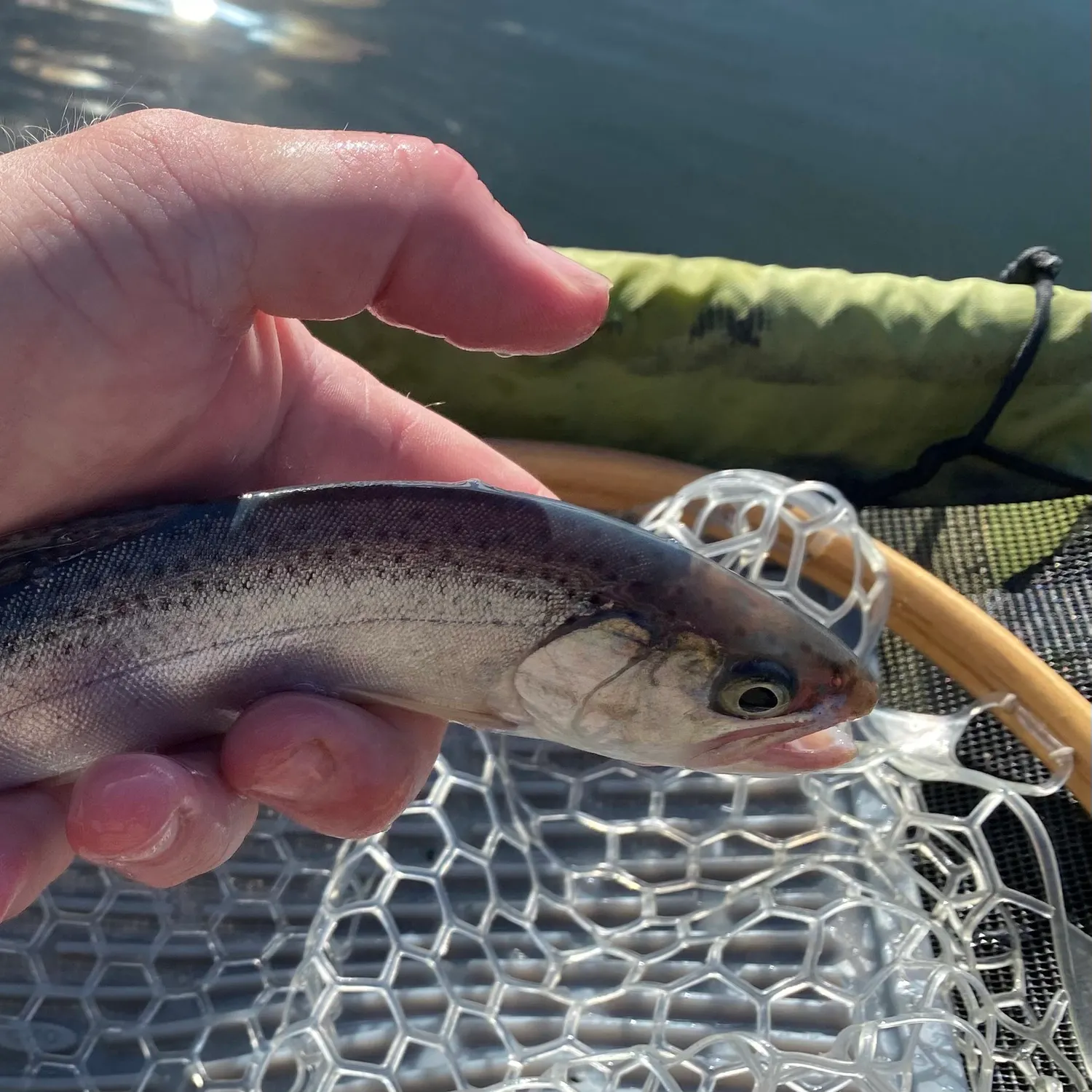 Rainbow trout caught on Fishbrain