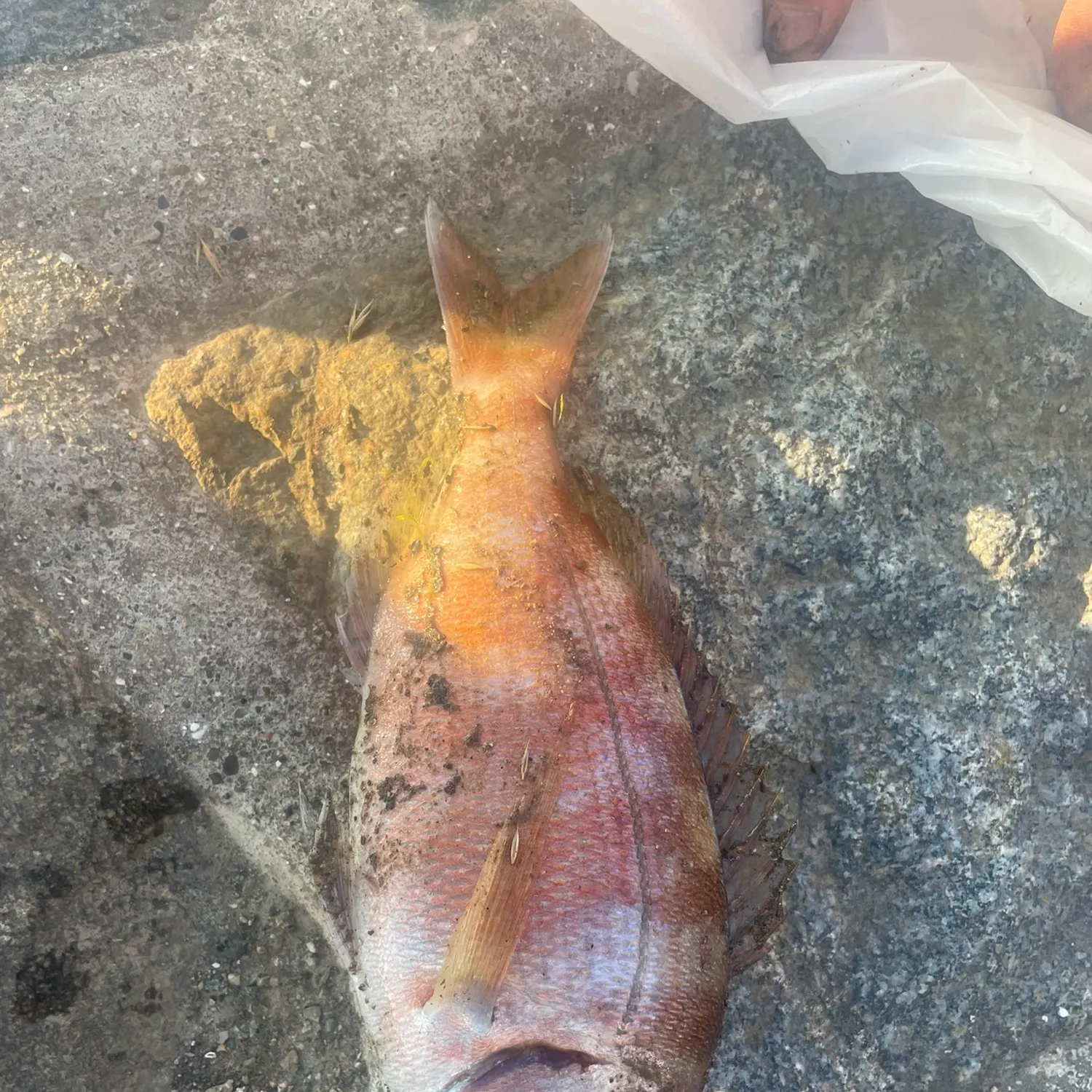 The most recent Common seabream catches on Fishbrain